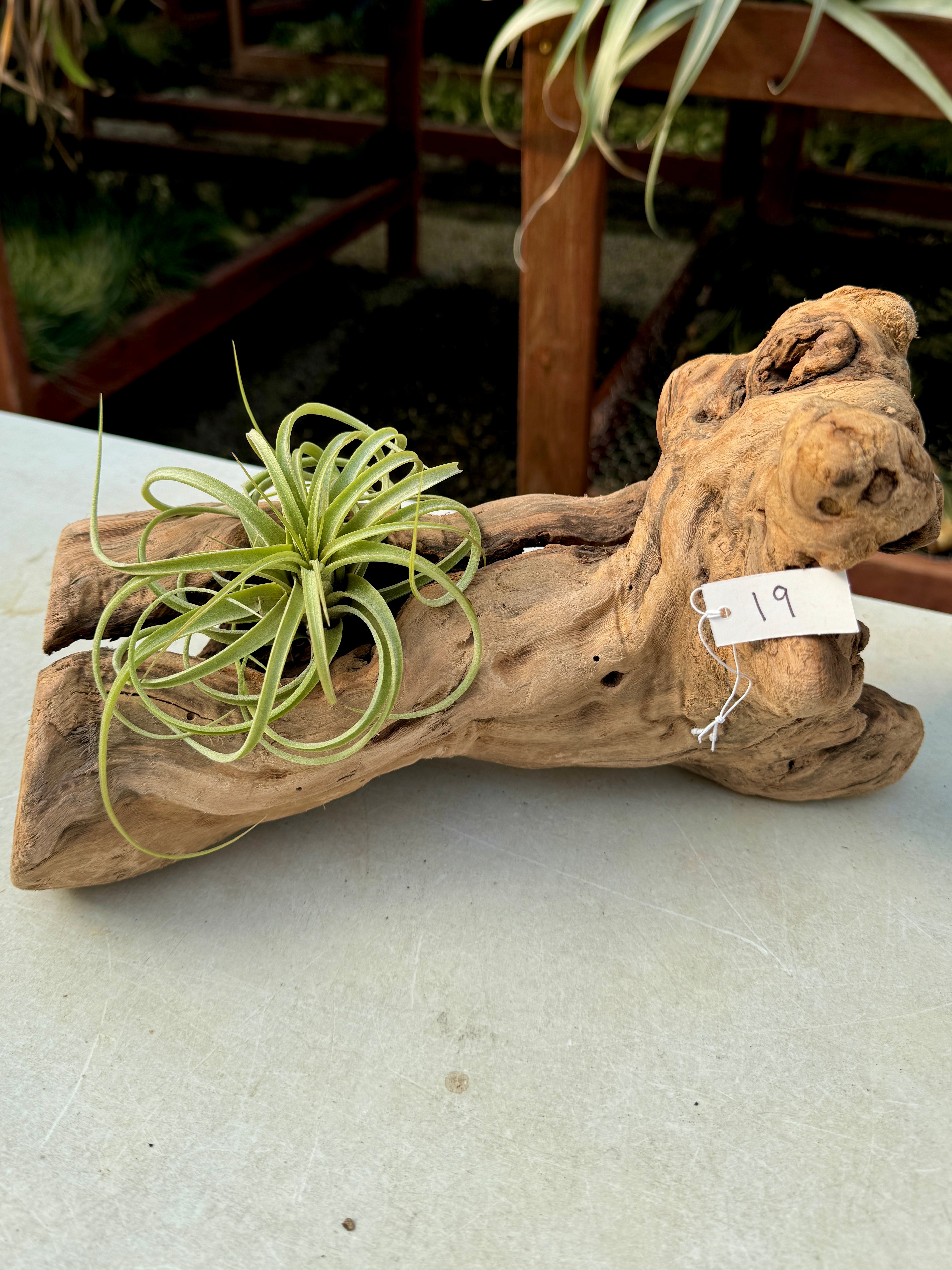 Grapewood Log + Premium Air Plant Display <br> (NEW Options Added 1/14/25)