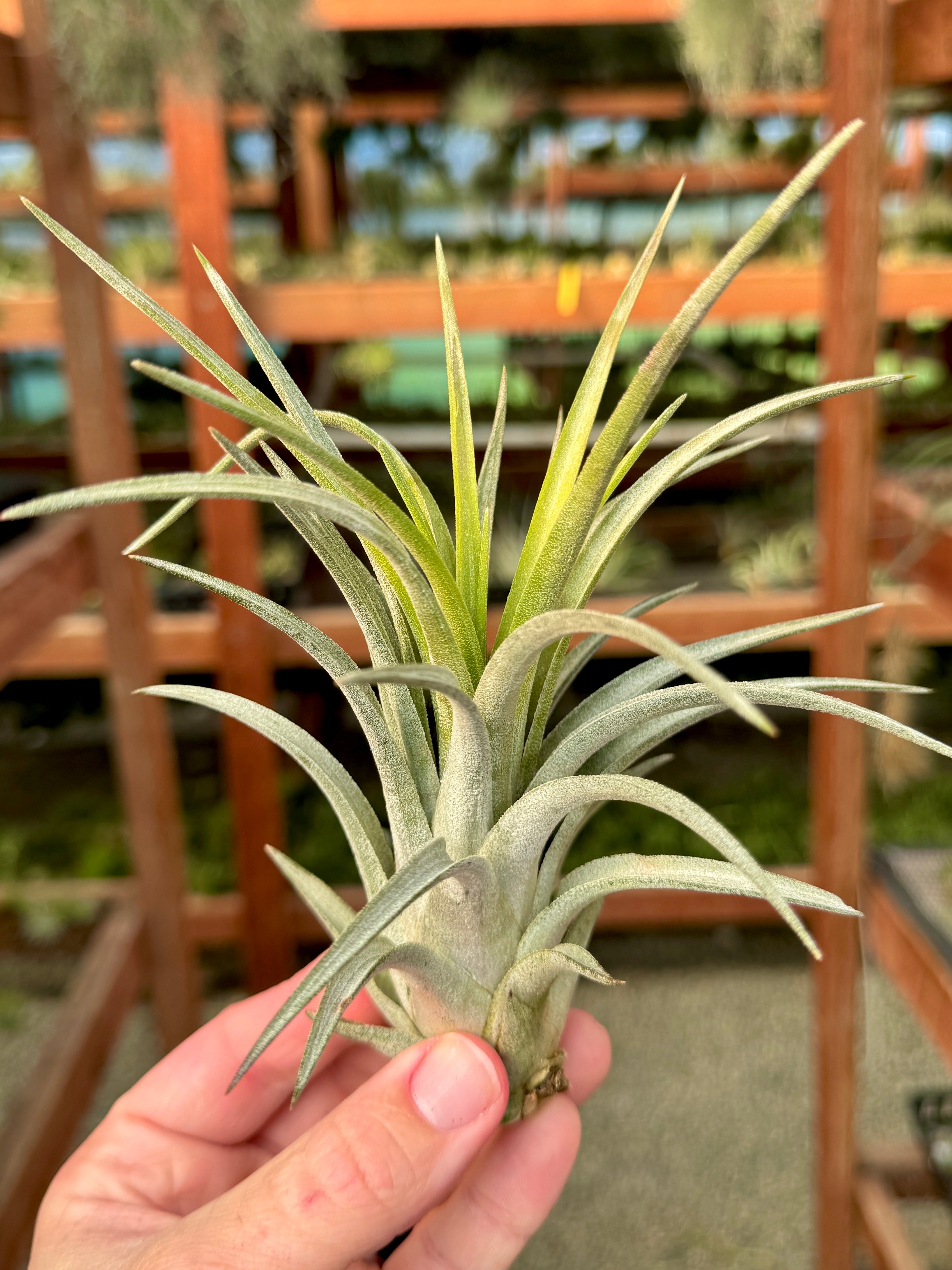 Chiapensis x Mitlaensis <br> (RARE Large Hybrid)