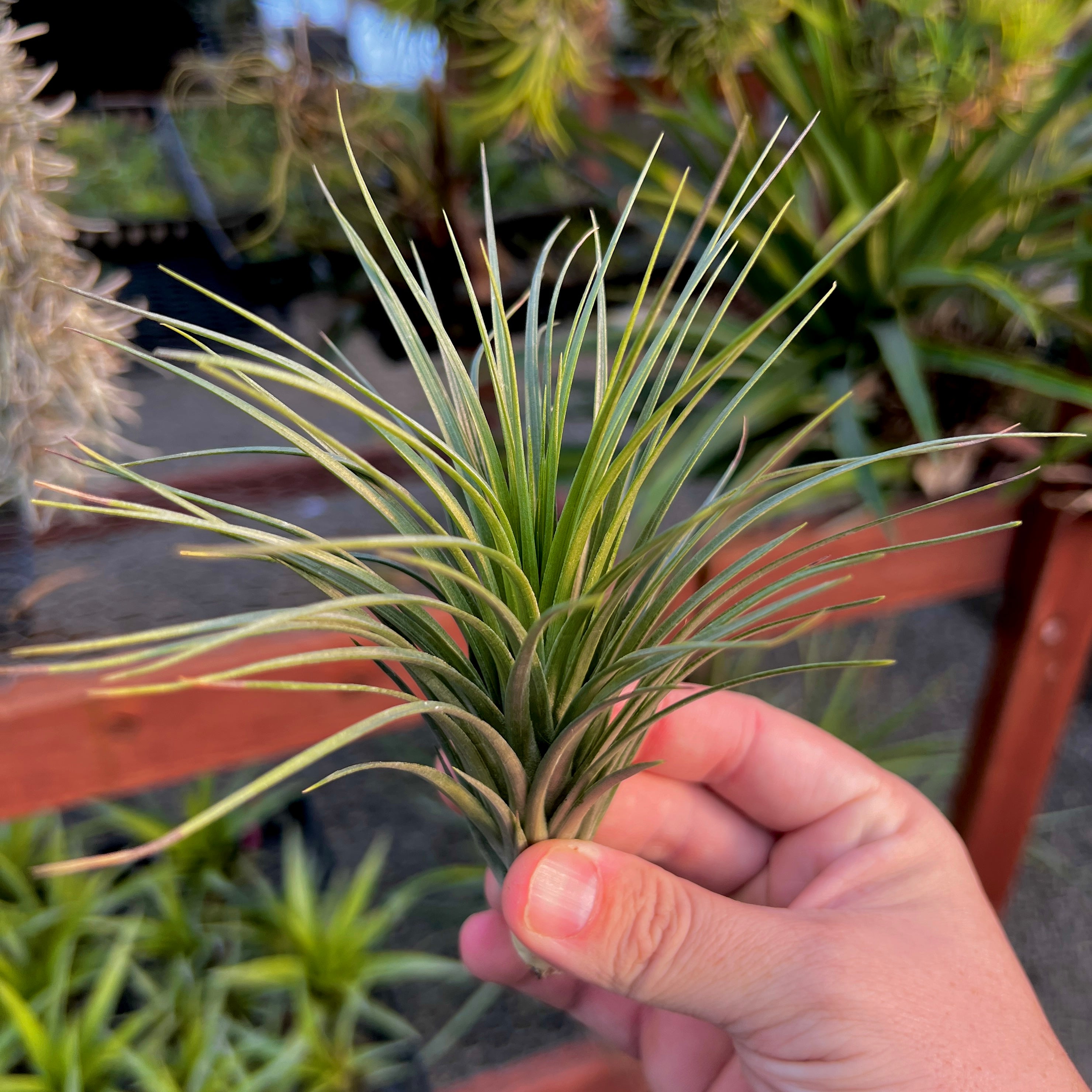 stricta air plant care Stricta 'Rio Negro'