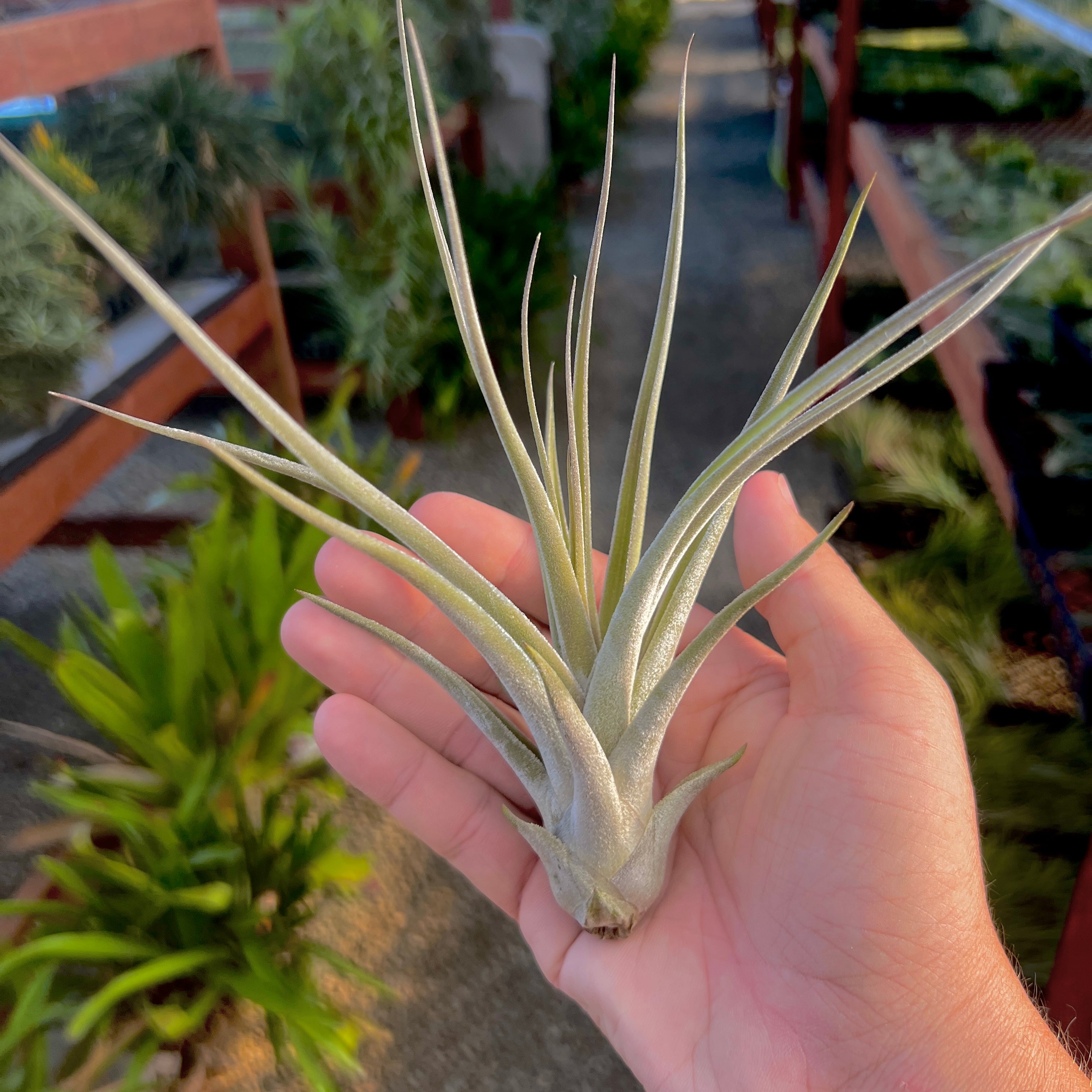 Chapalilloensis Tillandsia Rare Air Plant With Dense Trichomes