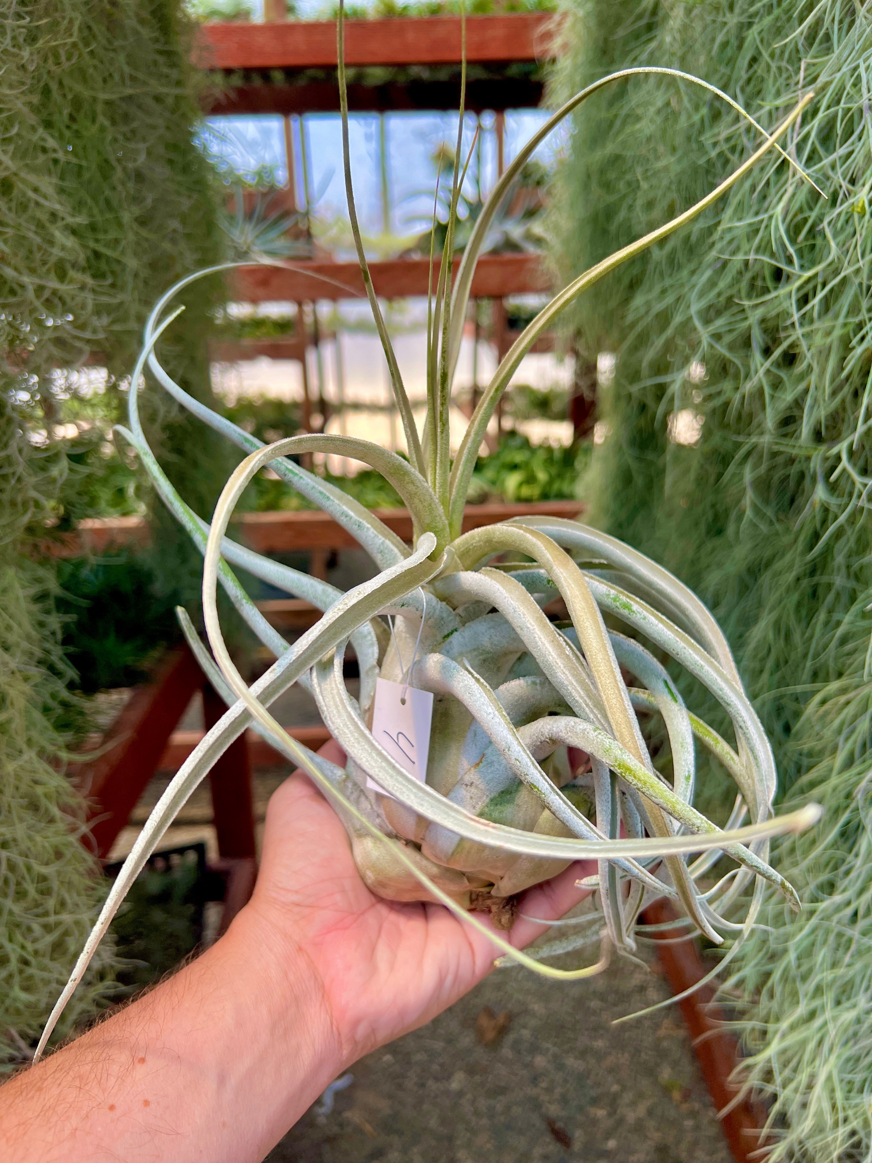 Ehlersiana Giant (Receive The Exact Plant You Choose!)