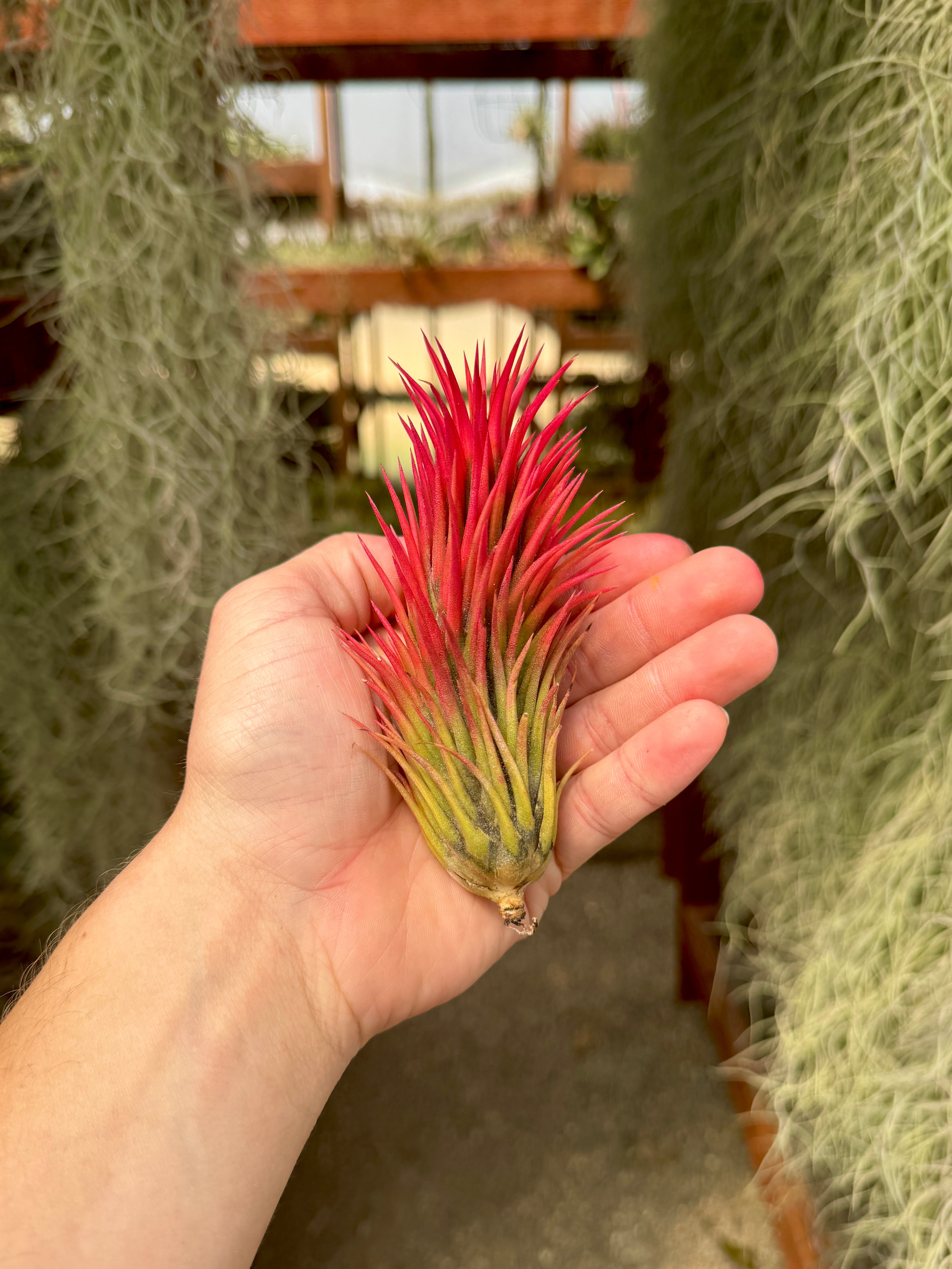 Tillandsia ionantha Hazelnoot ex. EJG 絶版 Ionantha Hazelnut Air Plant *Interesting Shape Tillandsia* | eBay