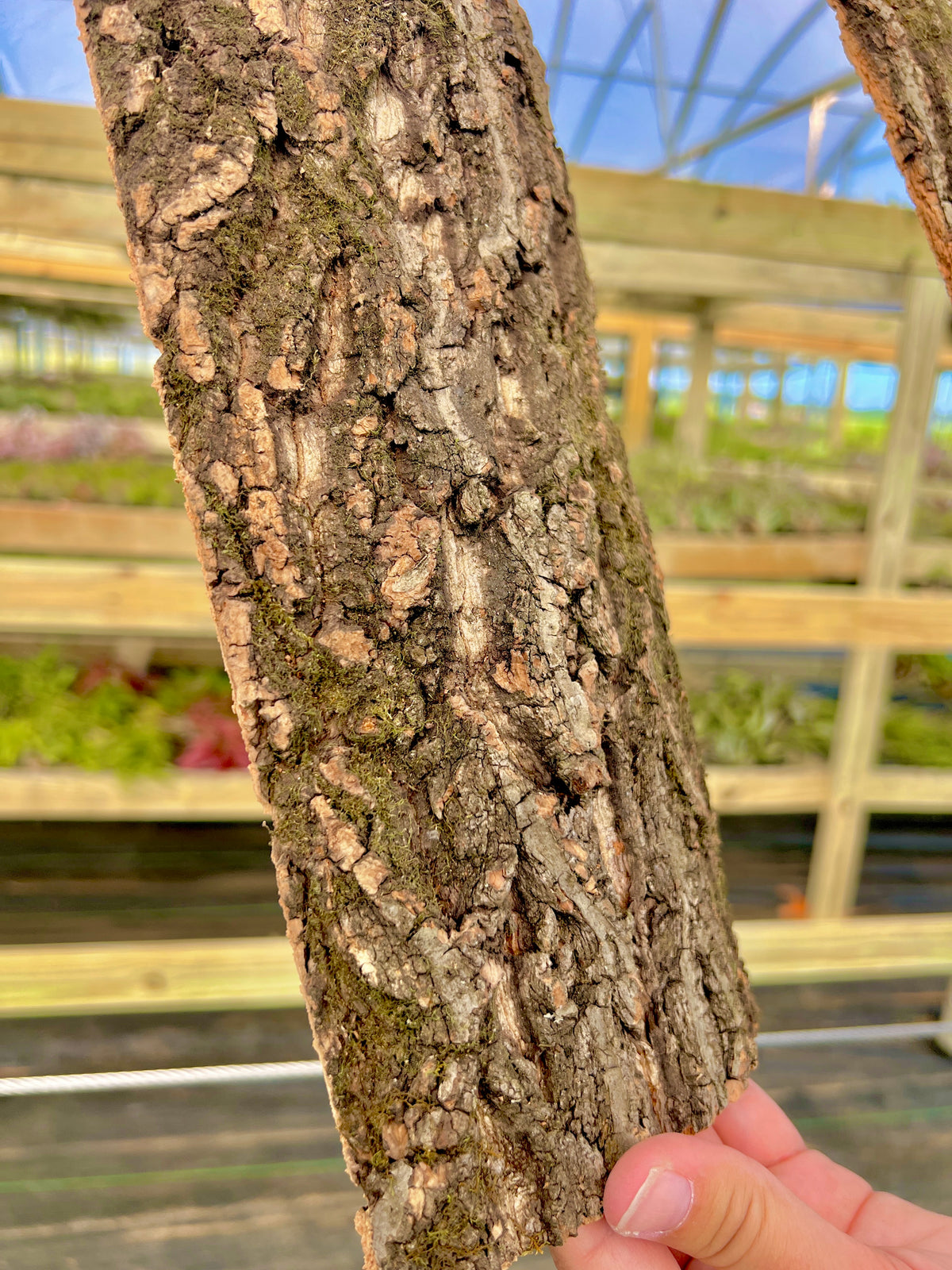 Virgin Cork Bark Flats (Medium) <br> Perfect For Mounting Or Terrarium Backdrops
