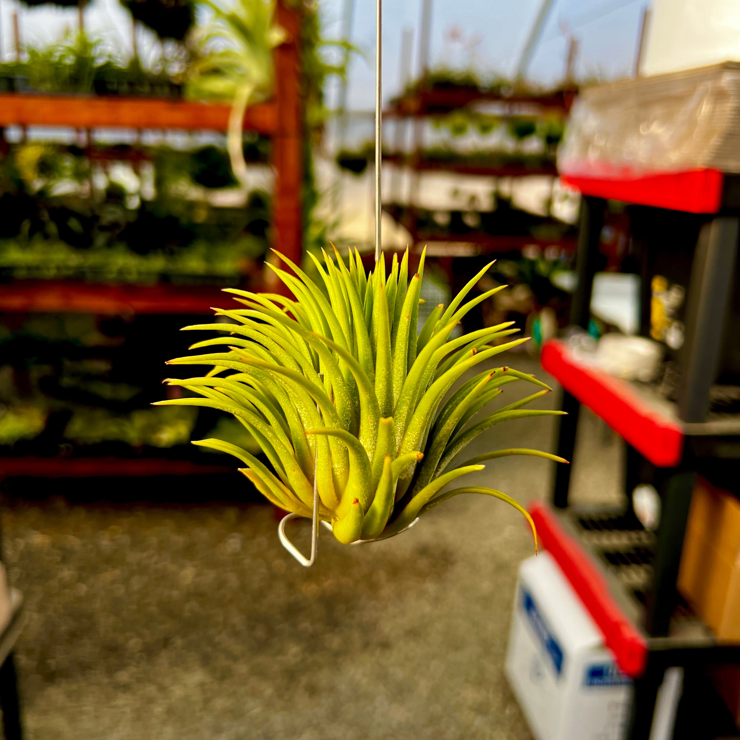 Hanging Wire Hook (Silver) Air Plant Holder