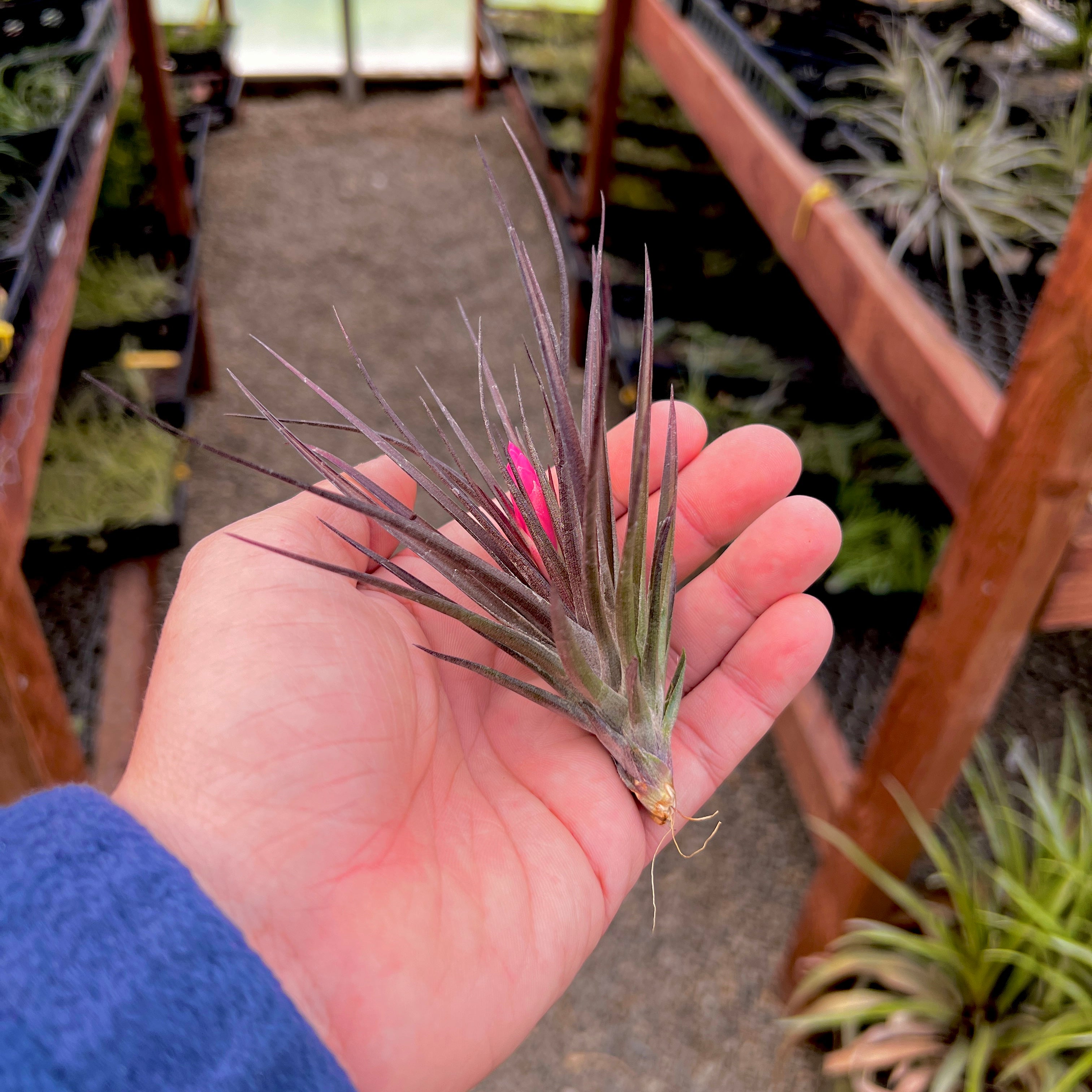black air plant Montana Black (Currently Green) Medium