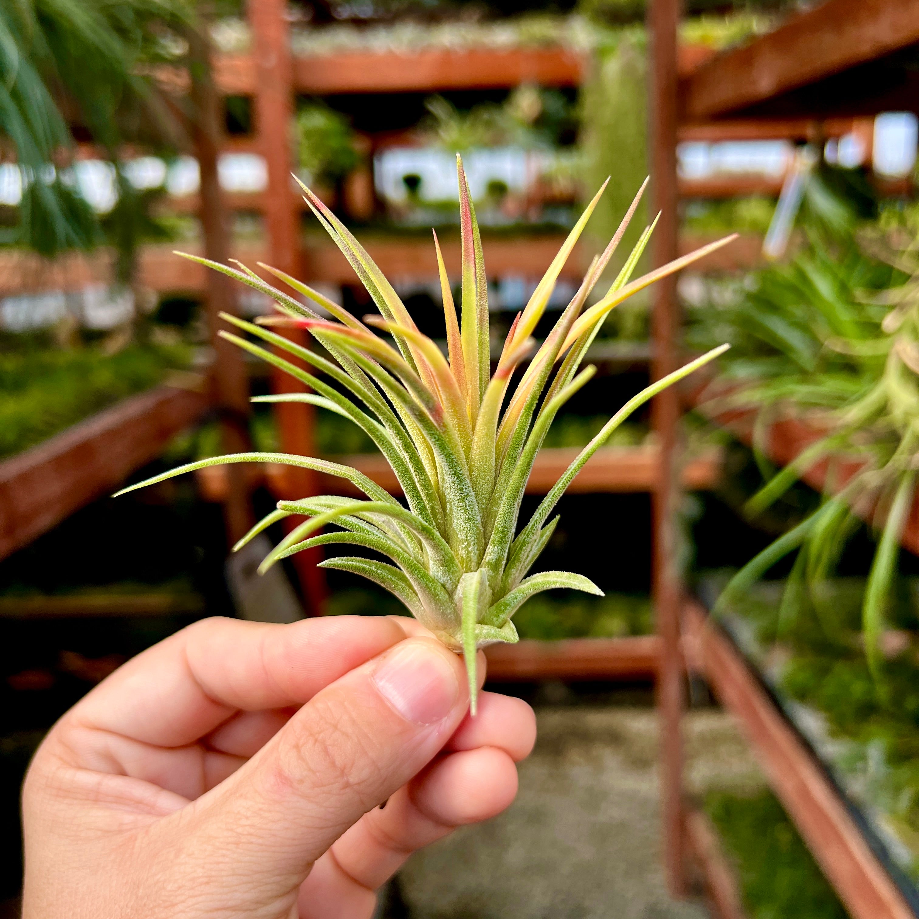 Ionantha Mardi Gras