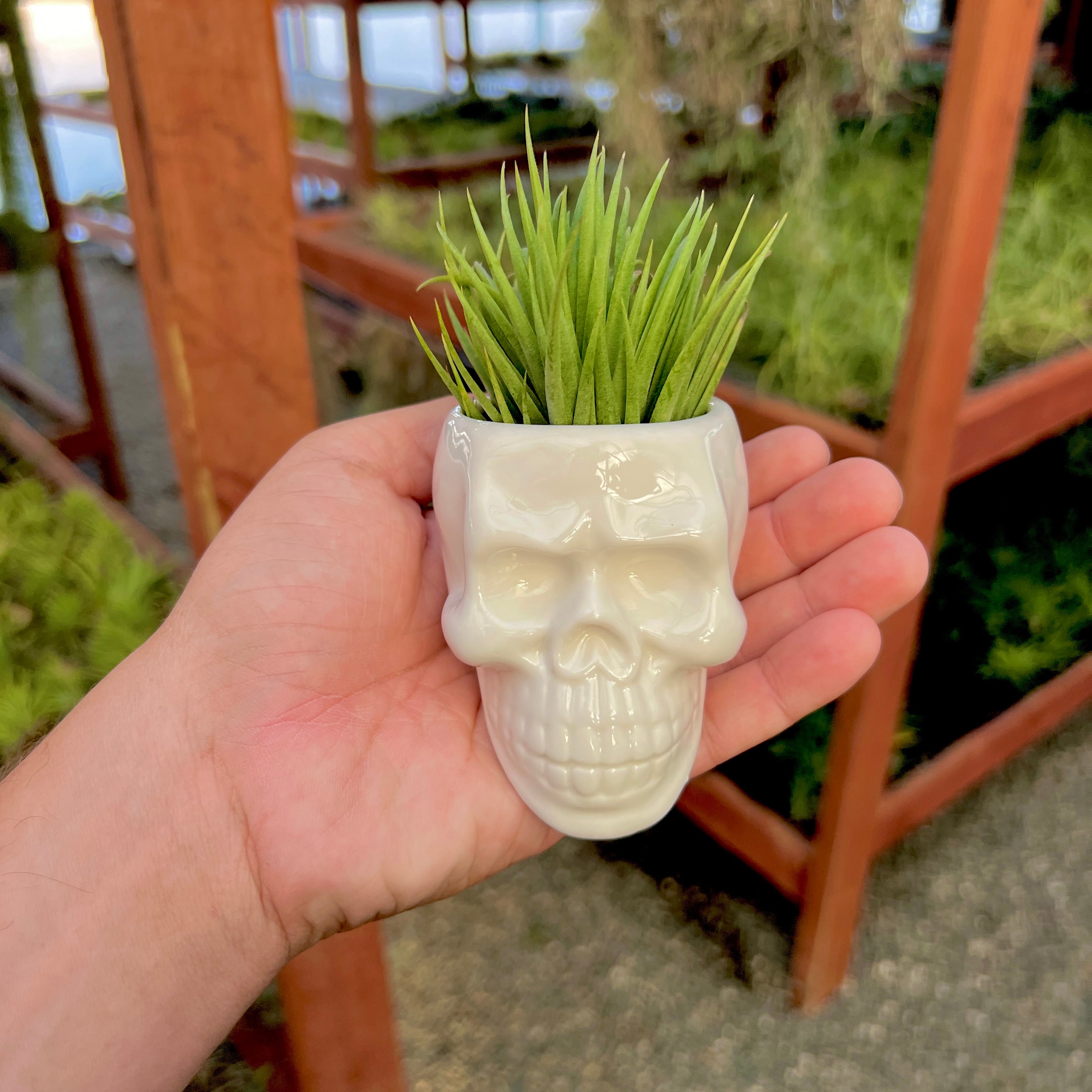 White Skull Ceramic Air Plant Holder <br> (Holder Only)