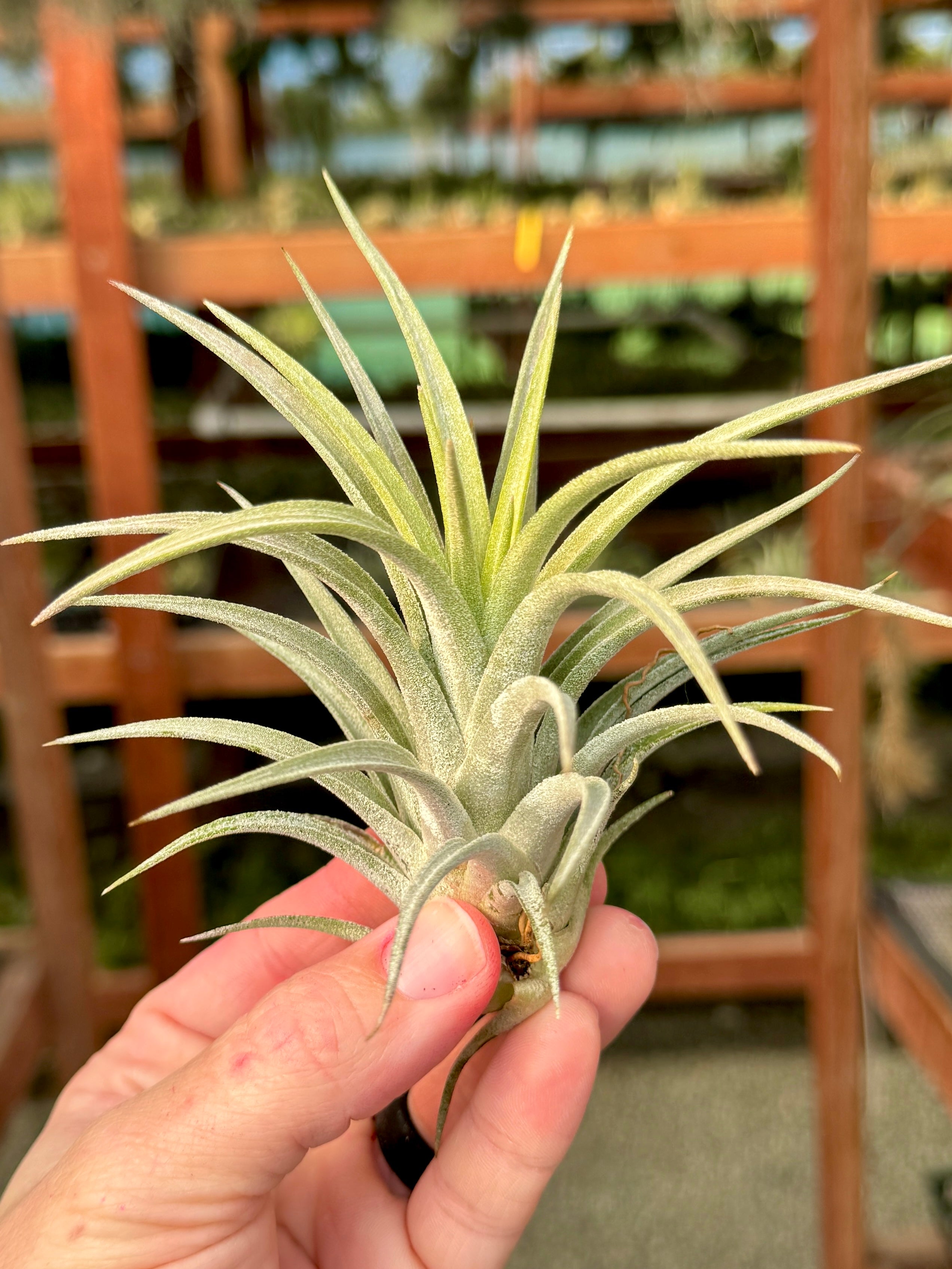 Chiapensis x Mitlaensis (RARE Large Hybrid) – Air Plant Hub