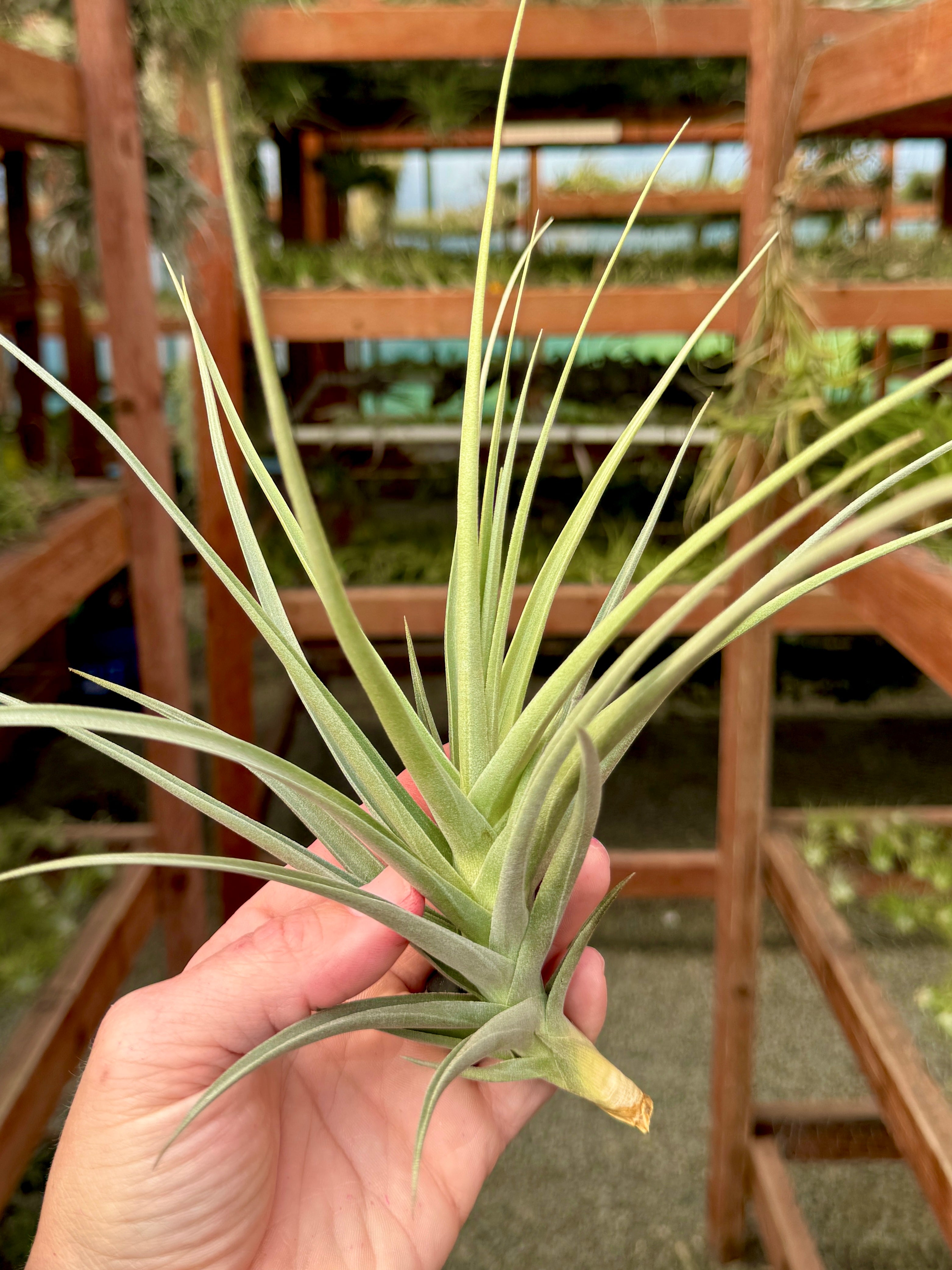 Ixioides x Reichenbachii (Fragrant When In Bloom!)