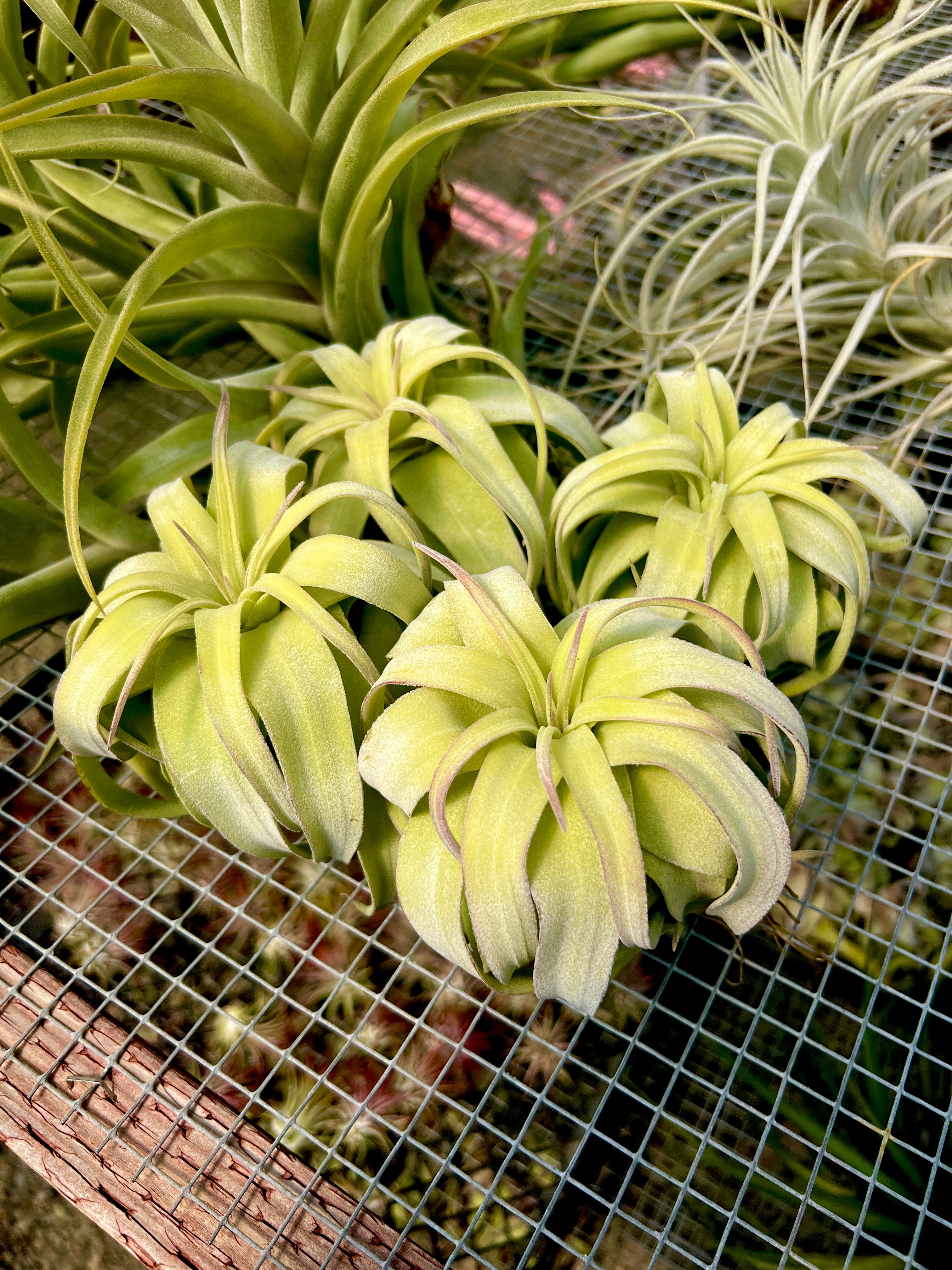 Air Plant + Accessories Mystery Box <br> LIMITED TIME SPECIAL DISCOUNT! <br> 5 Tiers Available