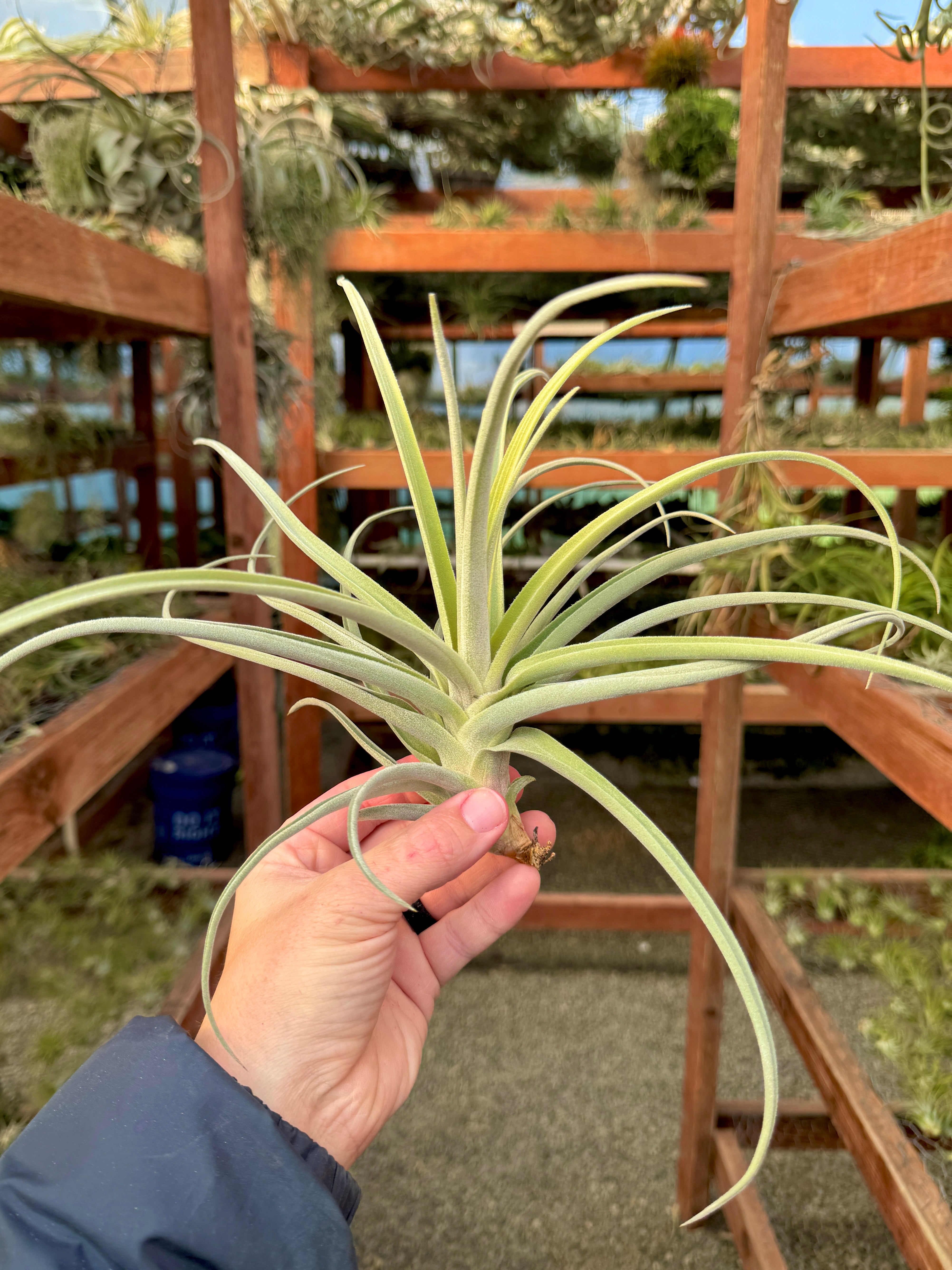 Burnt Fingers (didisticha x duratii)