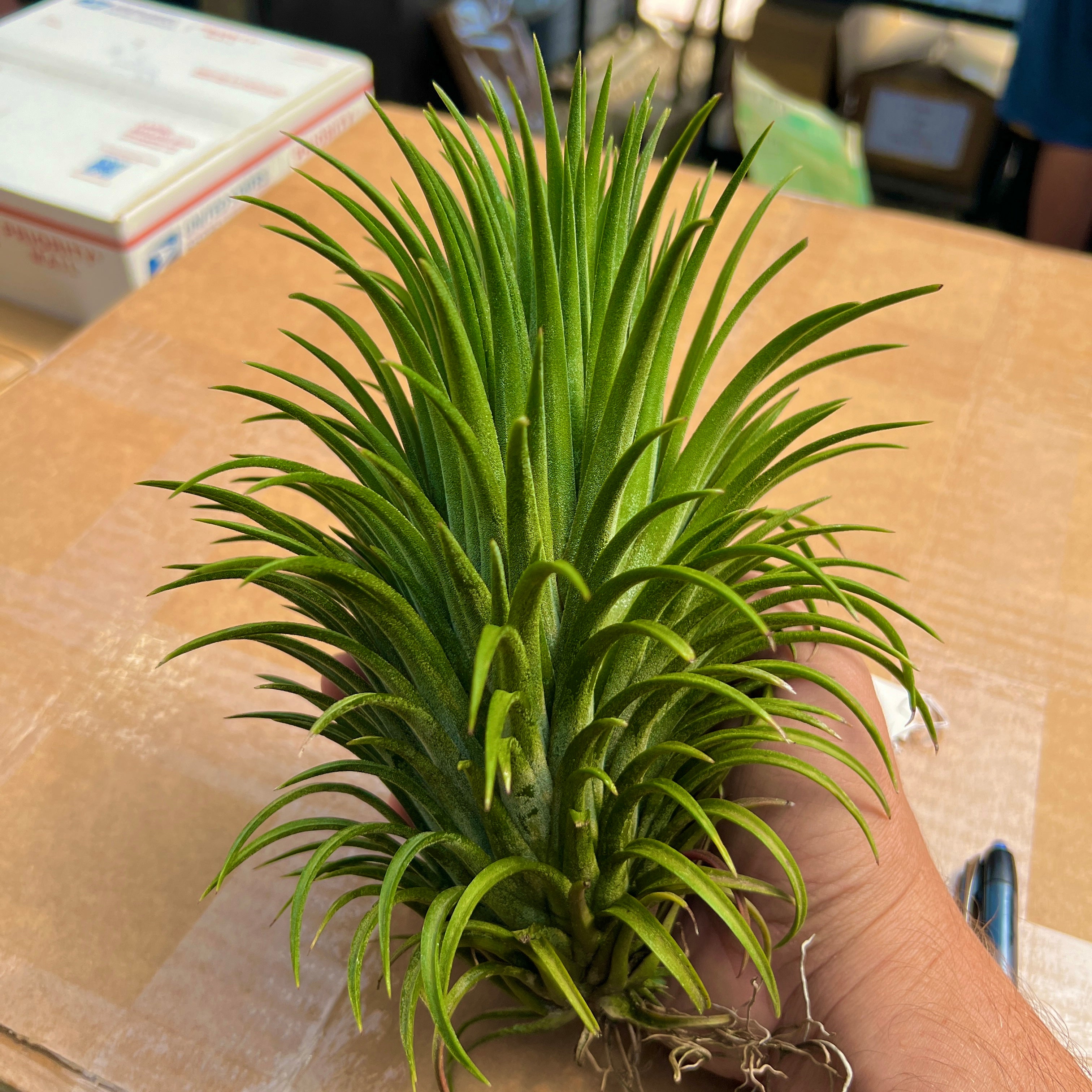 Ionantha Curly Giant XL Selections