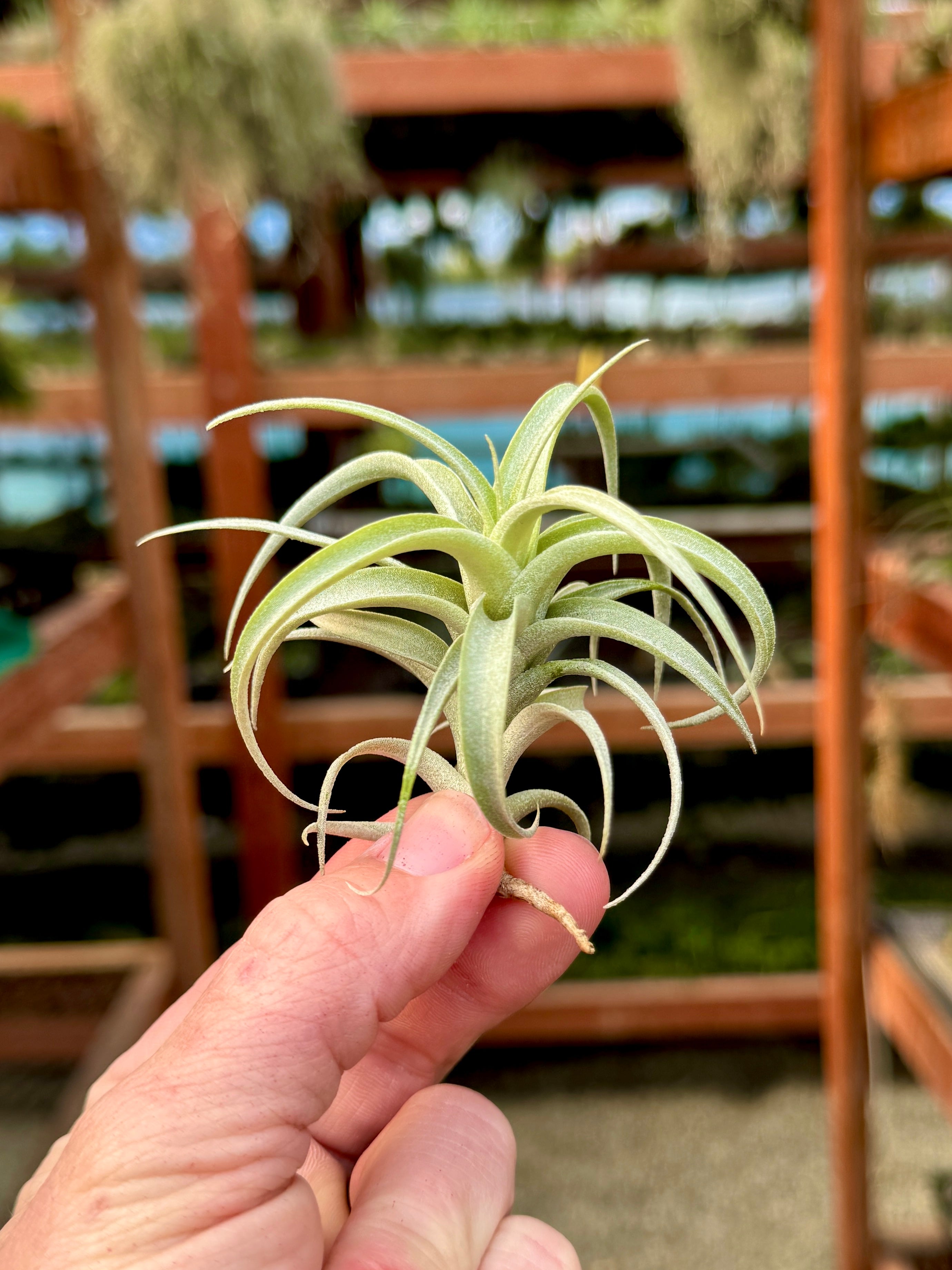 ロゼオスカパ カーリーフォーム(APHトップピック) – Air Plant Hub