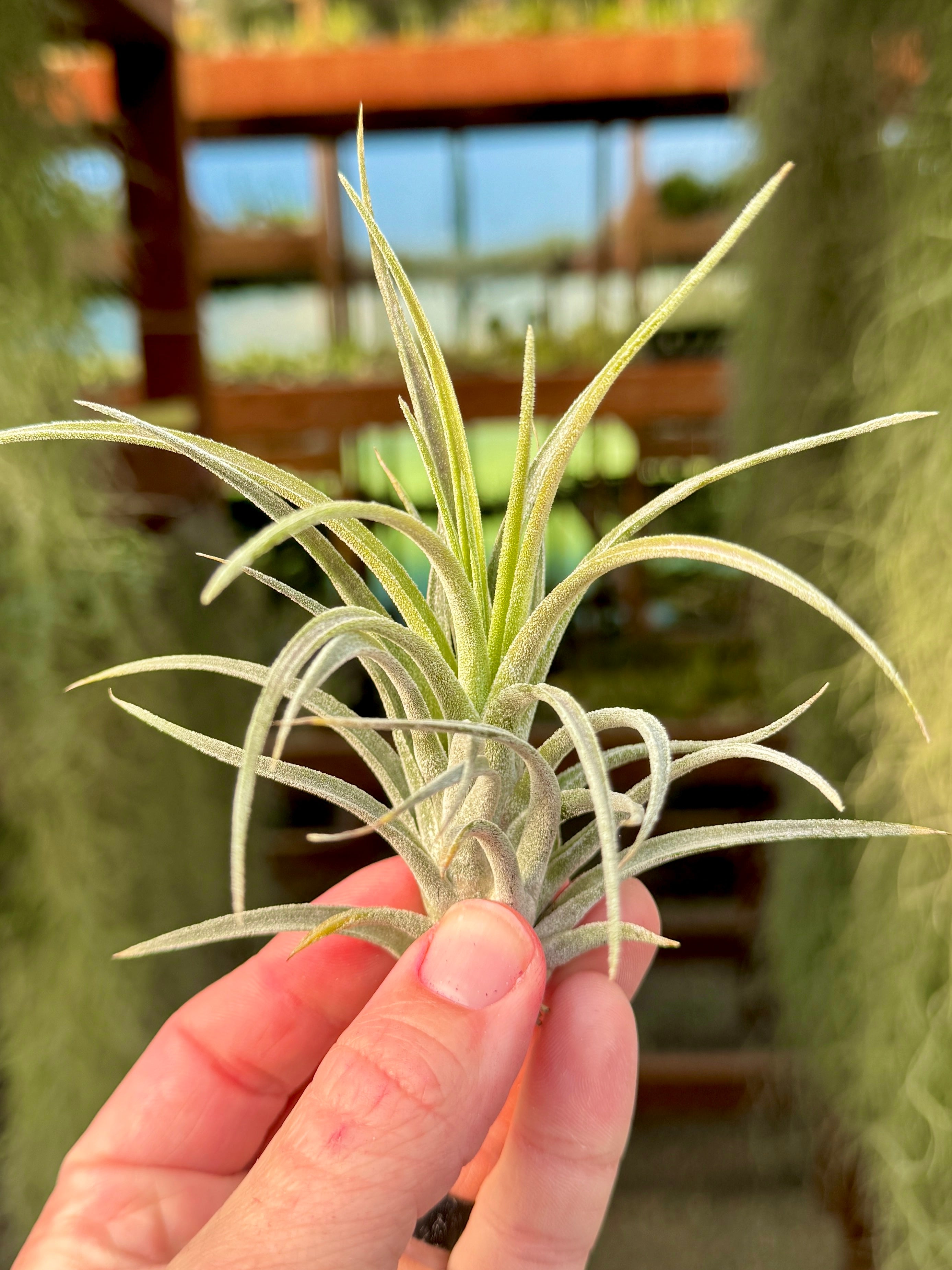 Screwball (Chiapensis x Velutina) *SALE!* – Air Plant Hub