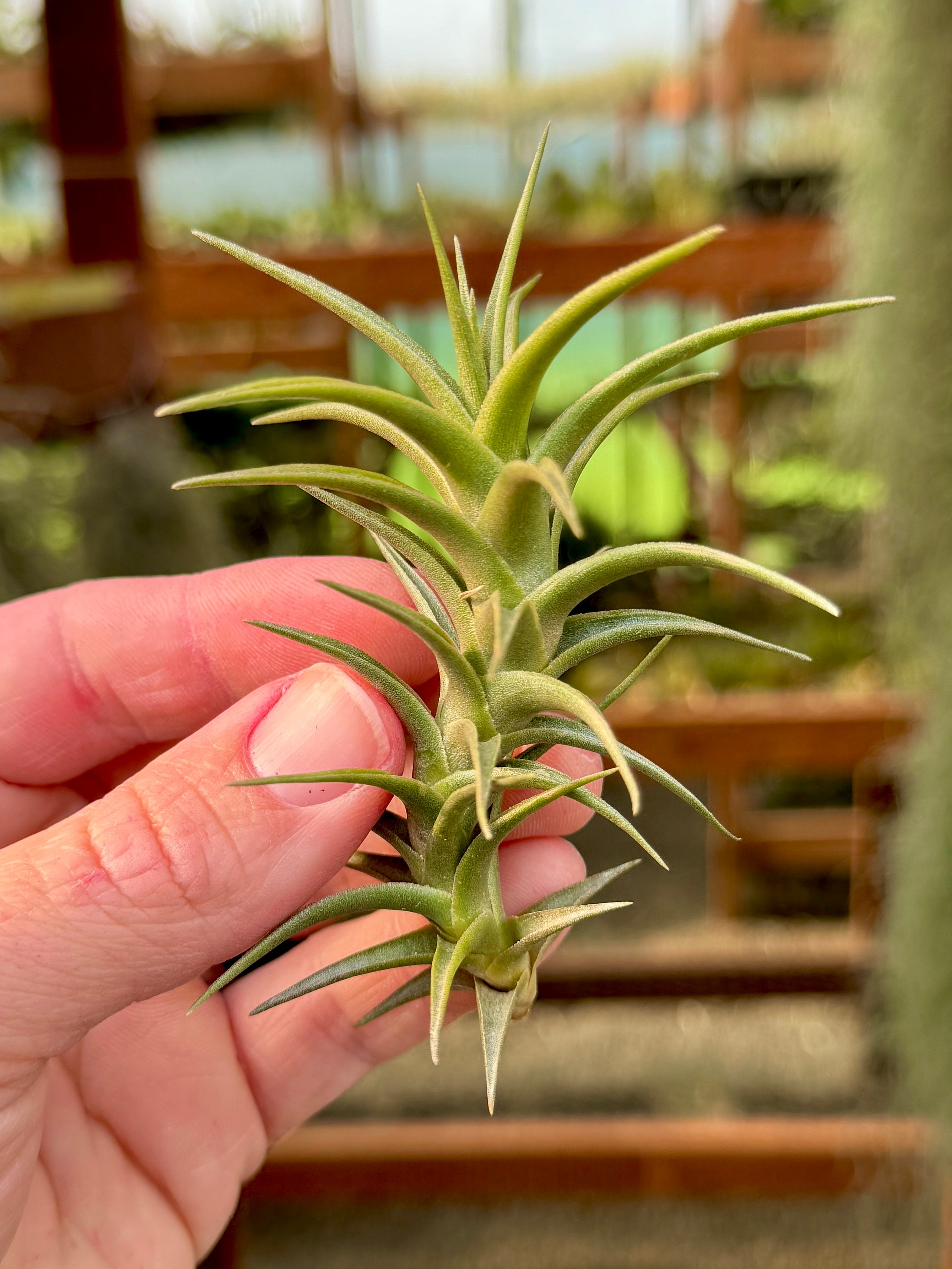 Latifolia Enano <br> *RARE*