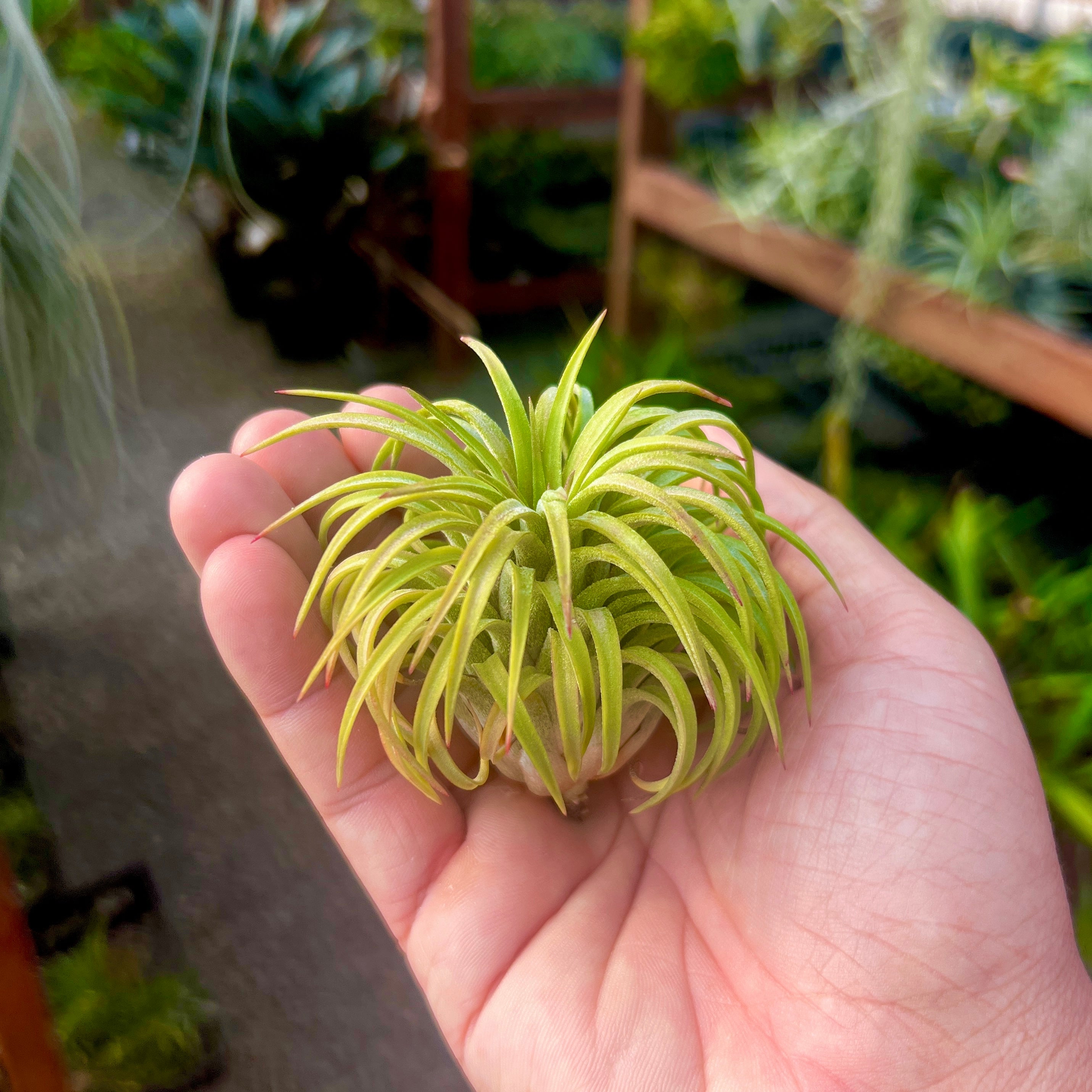 Ionantha Rubra