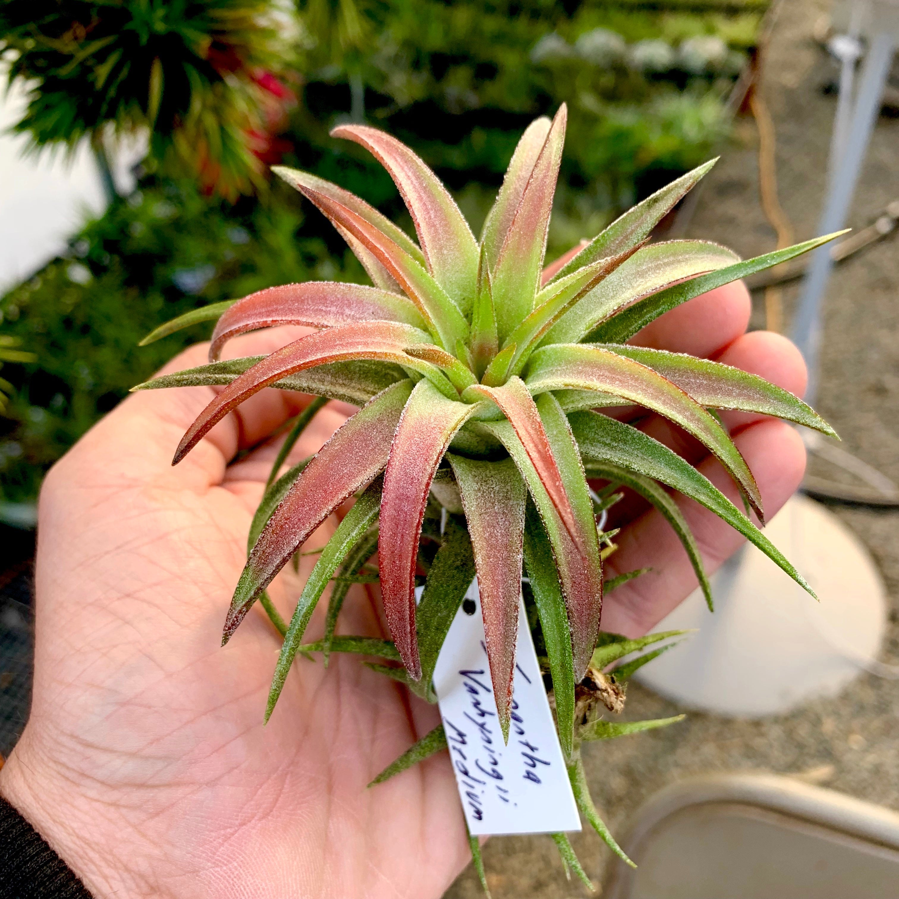ブロメリア・エアープランツ T.ionantha var. van-hyningii JUMBO Ionantha Vanhyningii Jumbo – Air Plant Hub