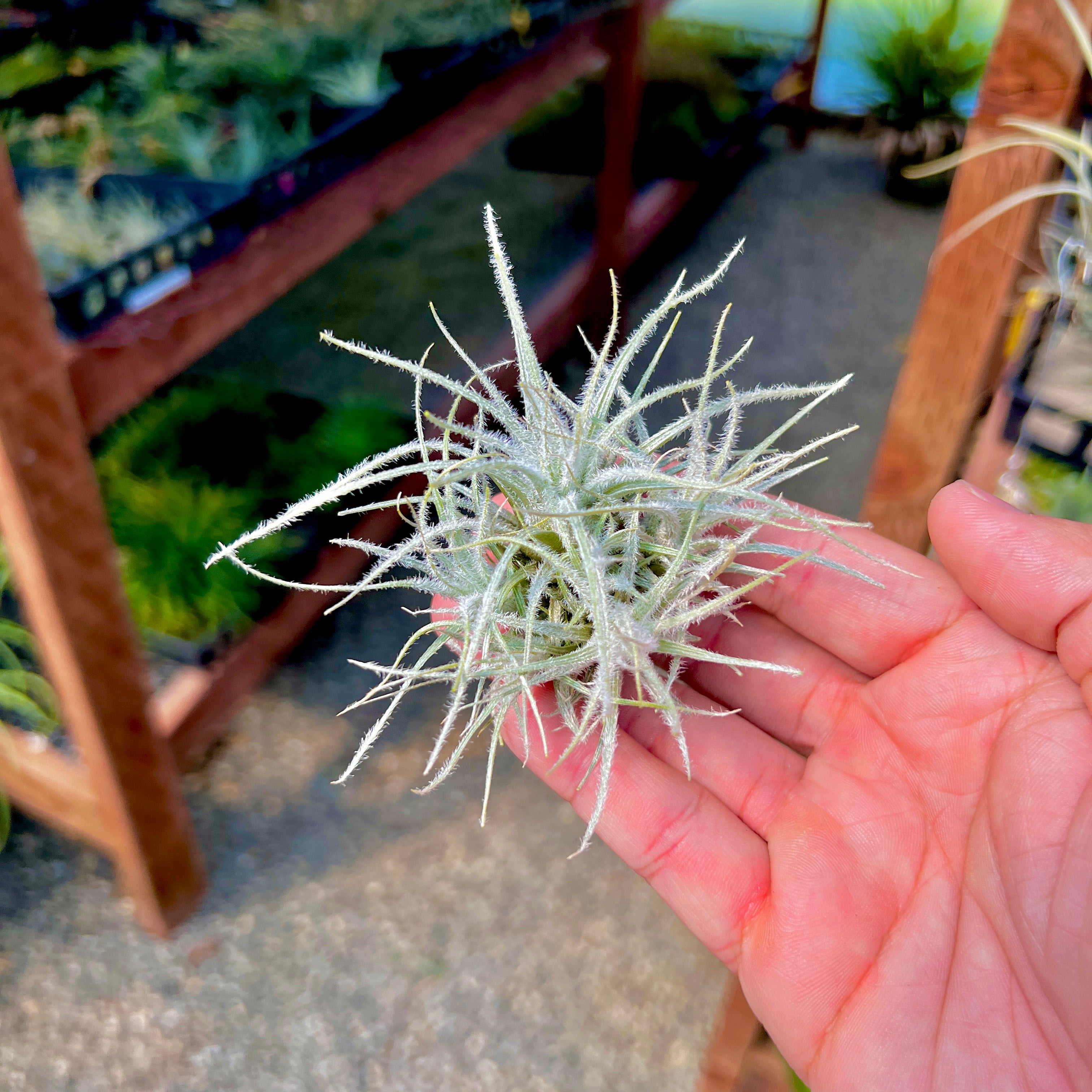 Tectorum Clump (Small)