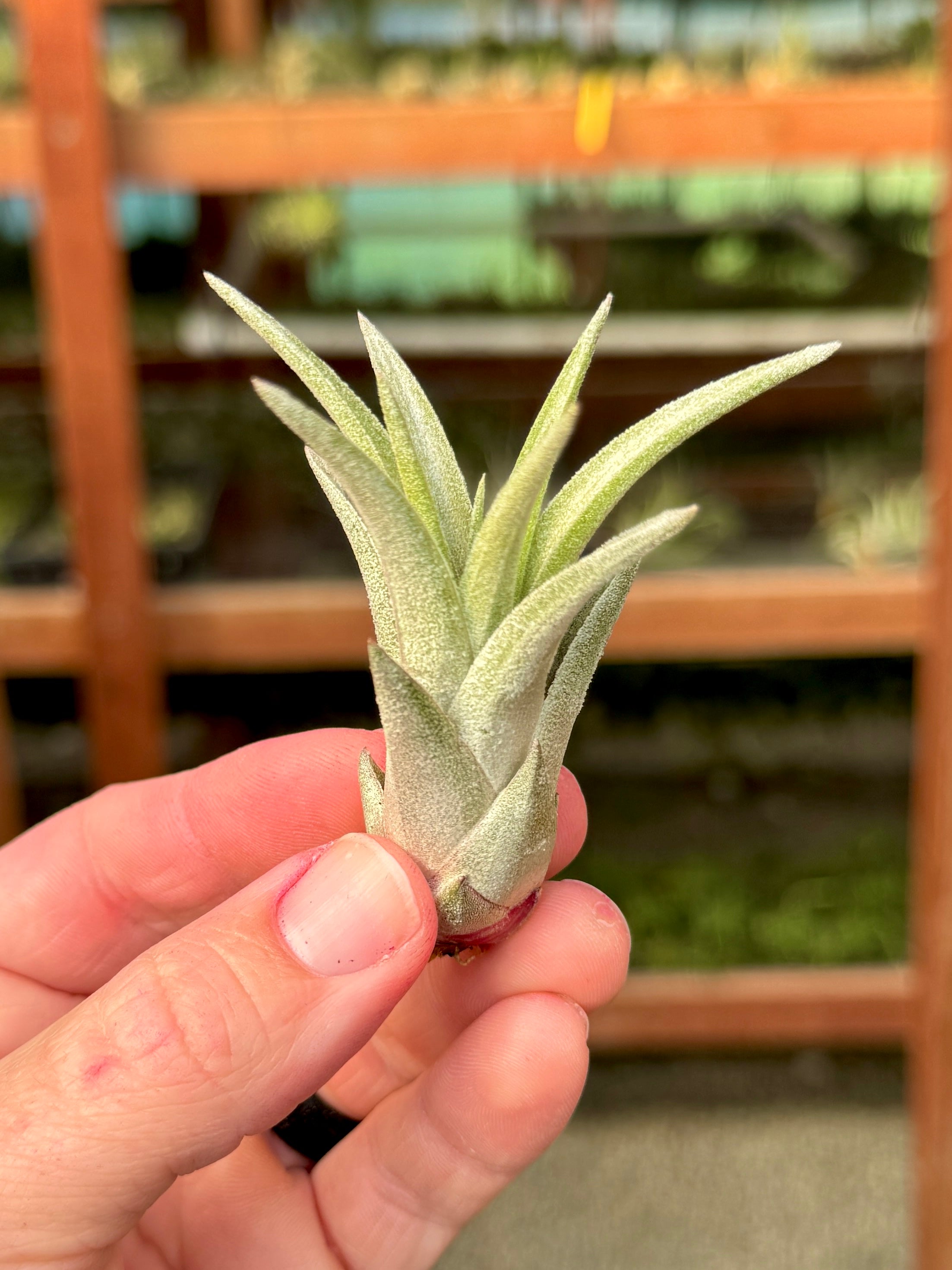 Chiapensis x Mitlaensis <br> (RARE Large Hybrid)