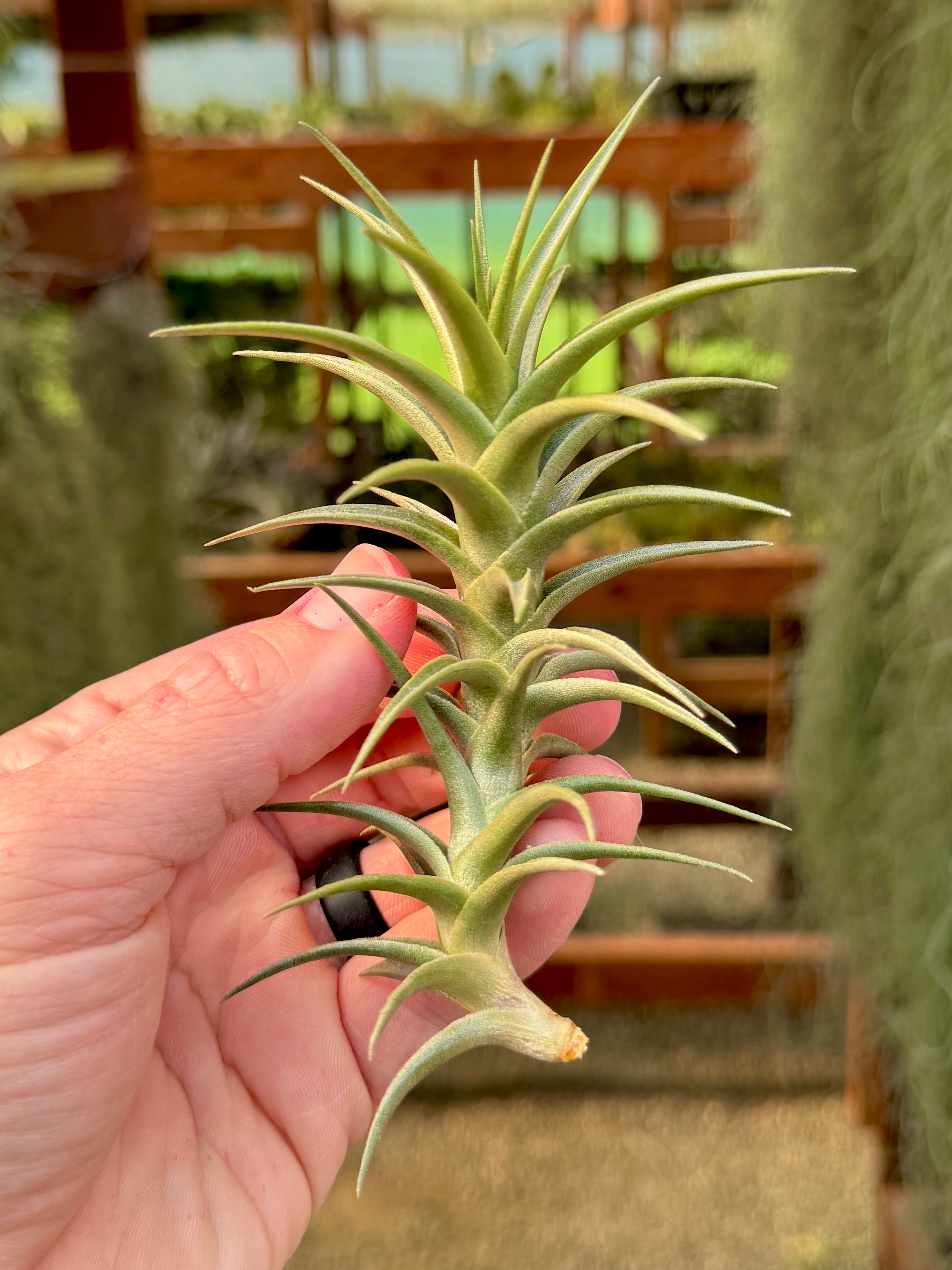 latifolia air plant Latifolia Enano *RARE* Large