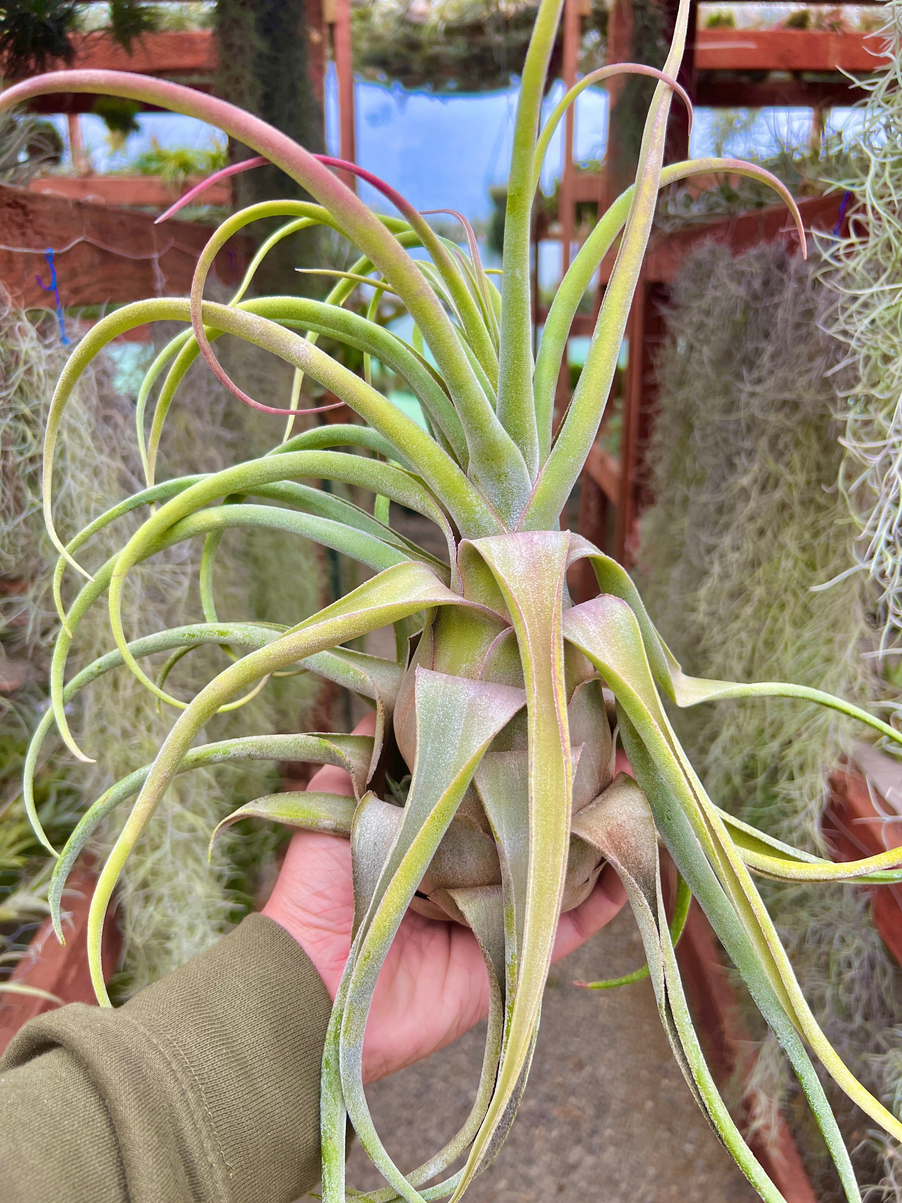 Blushing Giant (streptophylla x seleriana) – Air Plant Hub