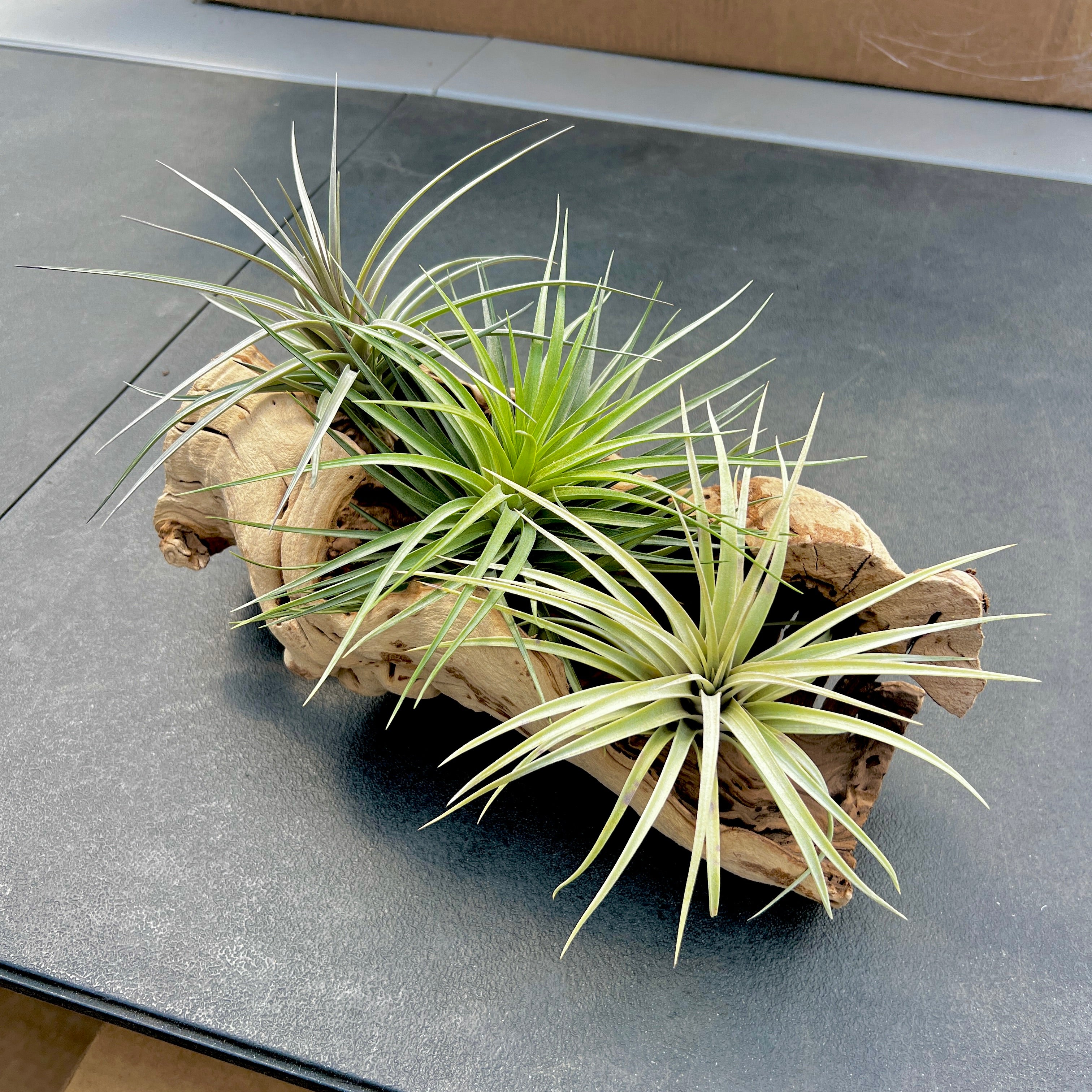 Sandblasted California Grapewood Trunk Large Size Side Display (Includes 3 Air Plants!)