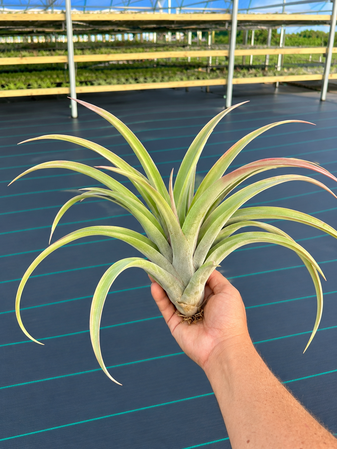Chiapensis x Capitata Mexico