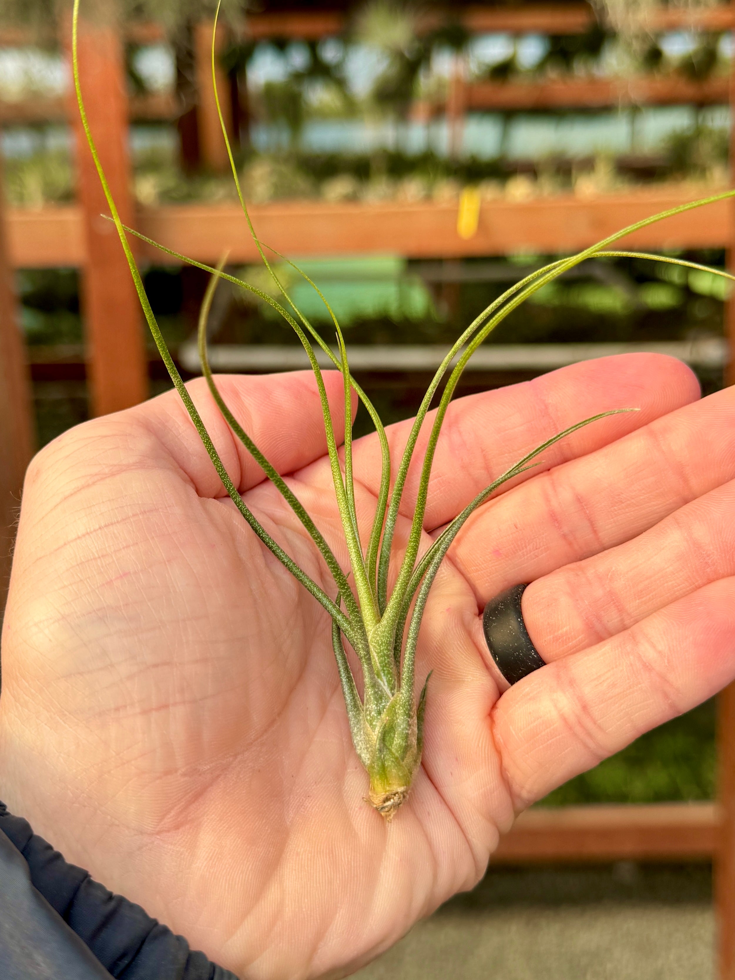 air plant butzii Butzii X Pruinosa (Cute Small Bulbous Hybrid) Small