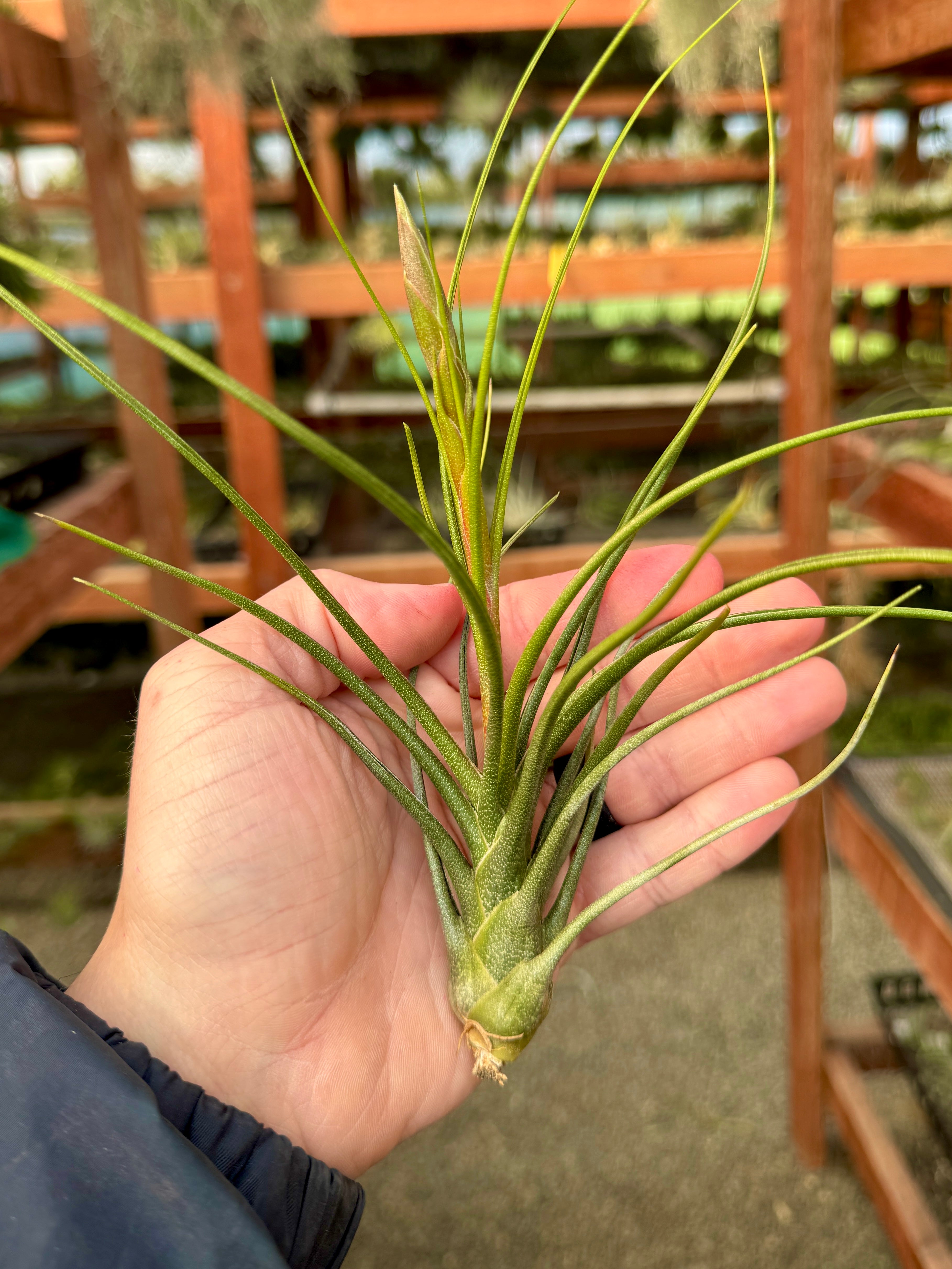 すべてのエアー プランツを購入する – Air Plant Hub