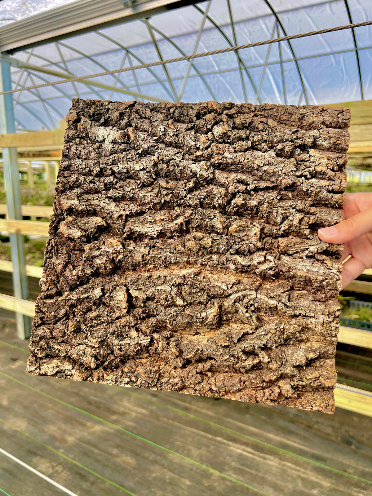 Virgin Cork Bark Flats (Large) <br> Perfect For Mounting Or Terrarium Backdrops