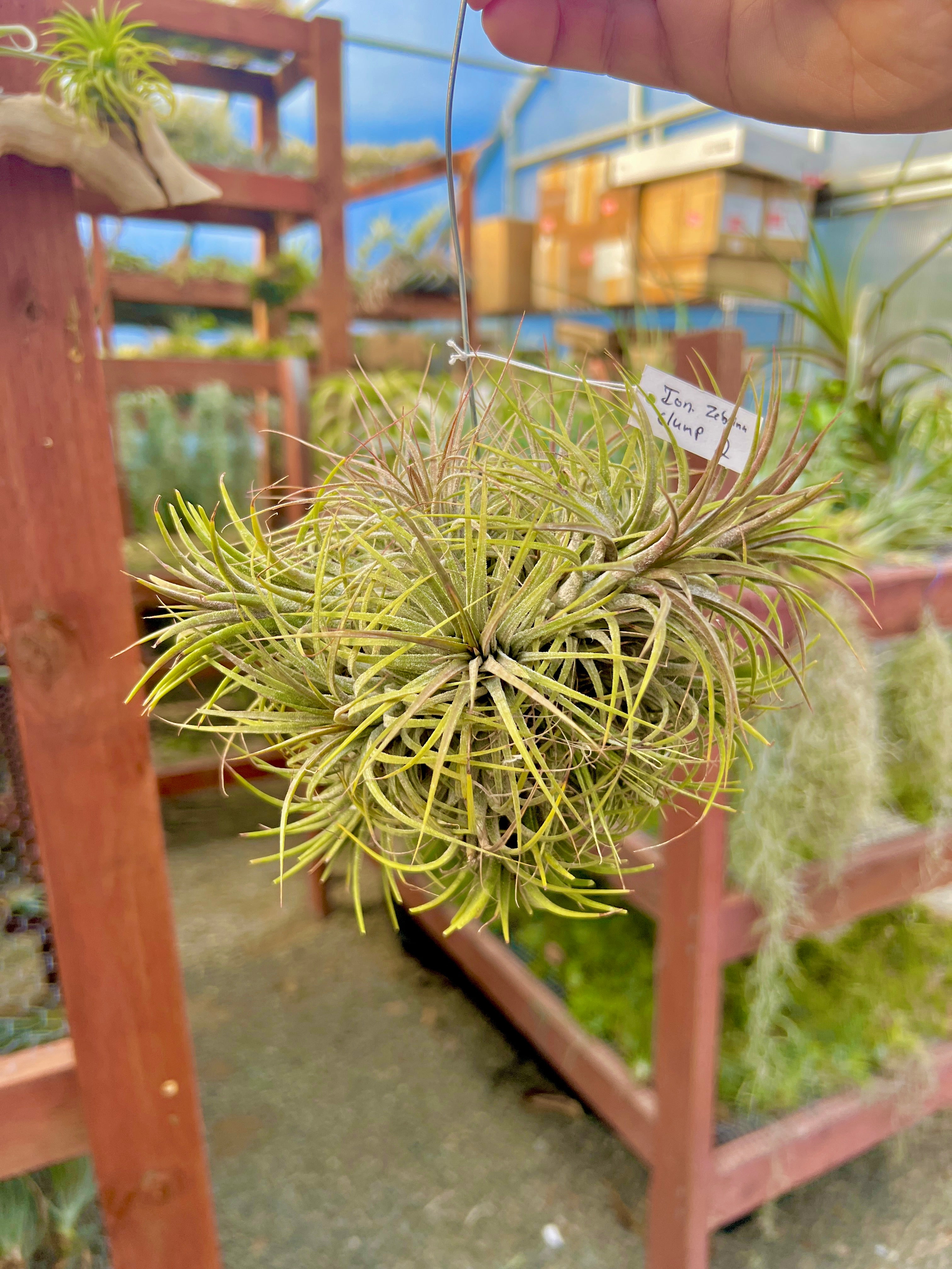 XL デンス イオナンタ 吊り下げ標本