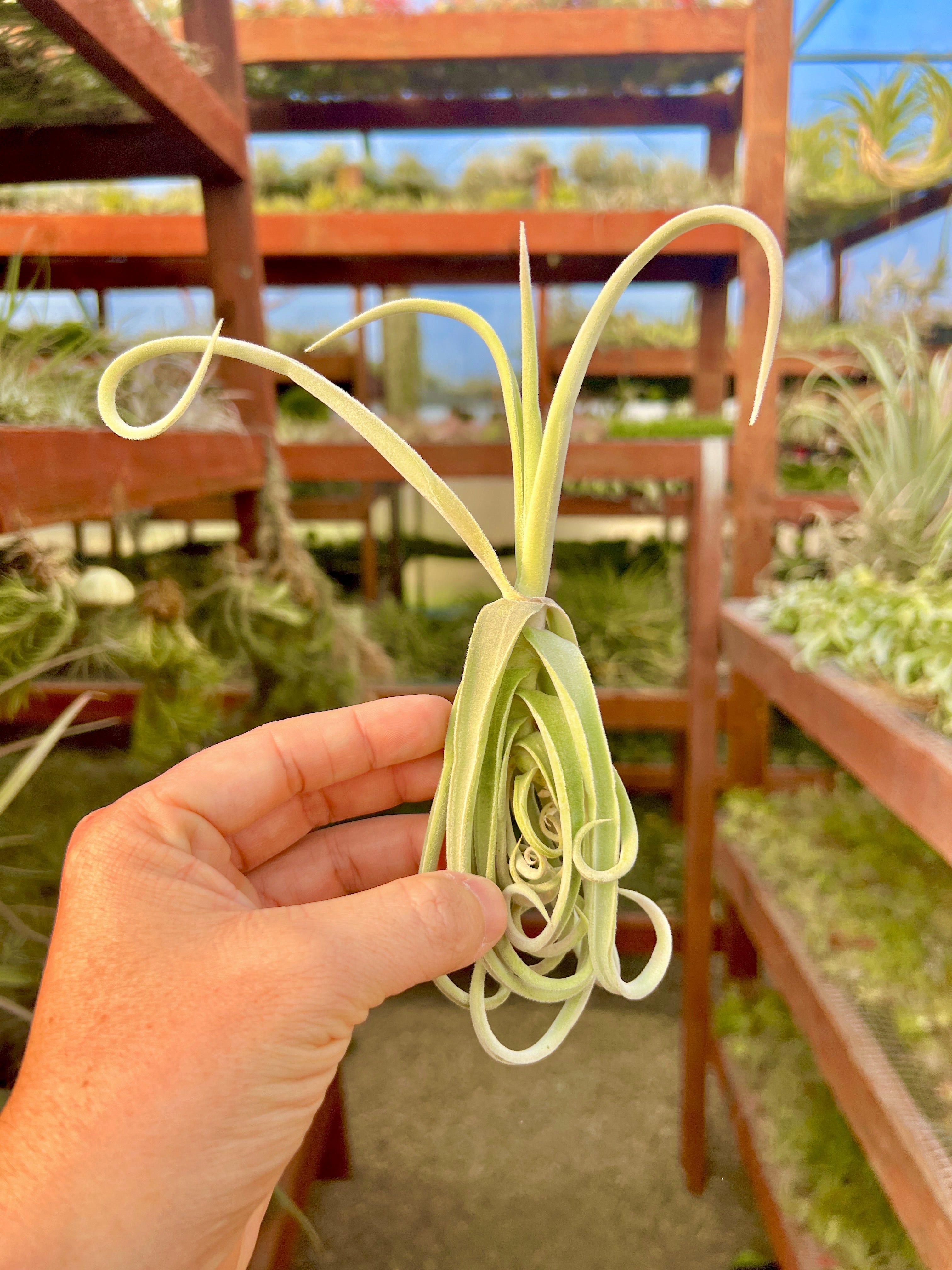 Duratii Thick Leaf Giant Form SALE!!! – Air Plant Hub