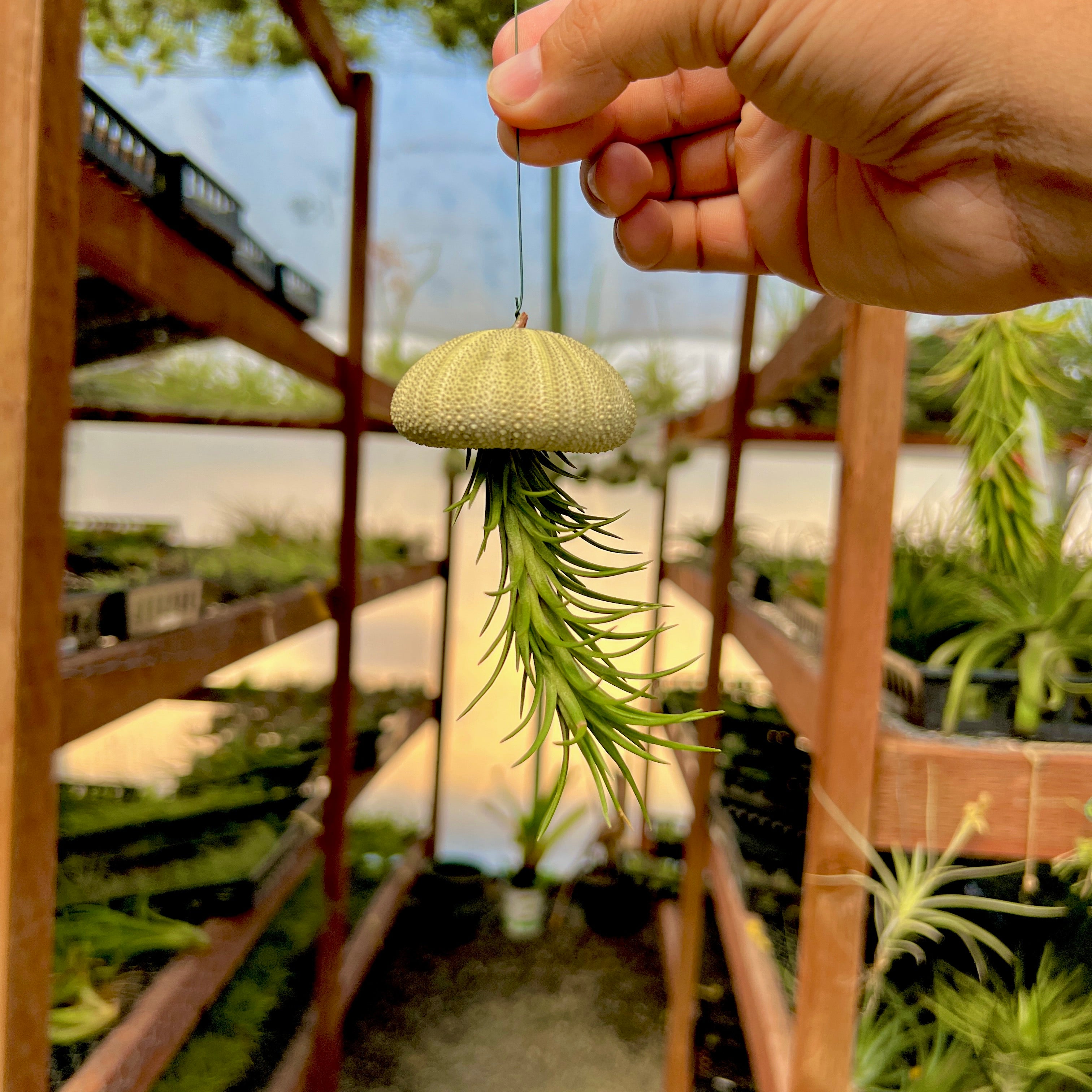 jellyfish air plant care Premium Hanging Urchin Air Plant Jellyfish Multipack 6 Pack