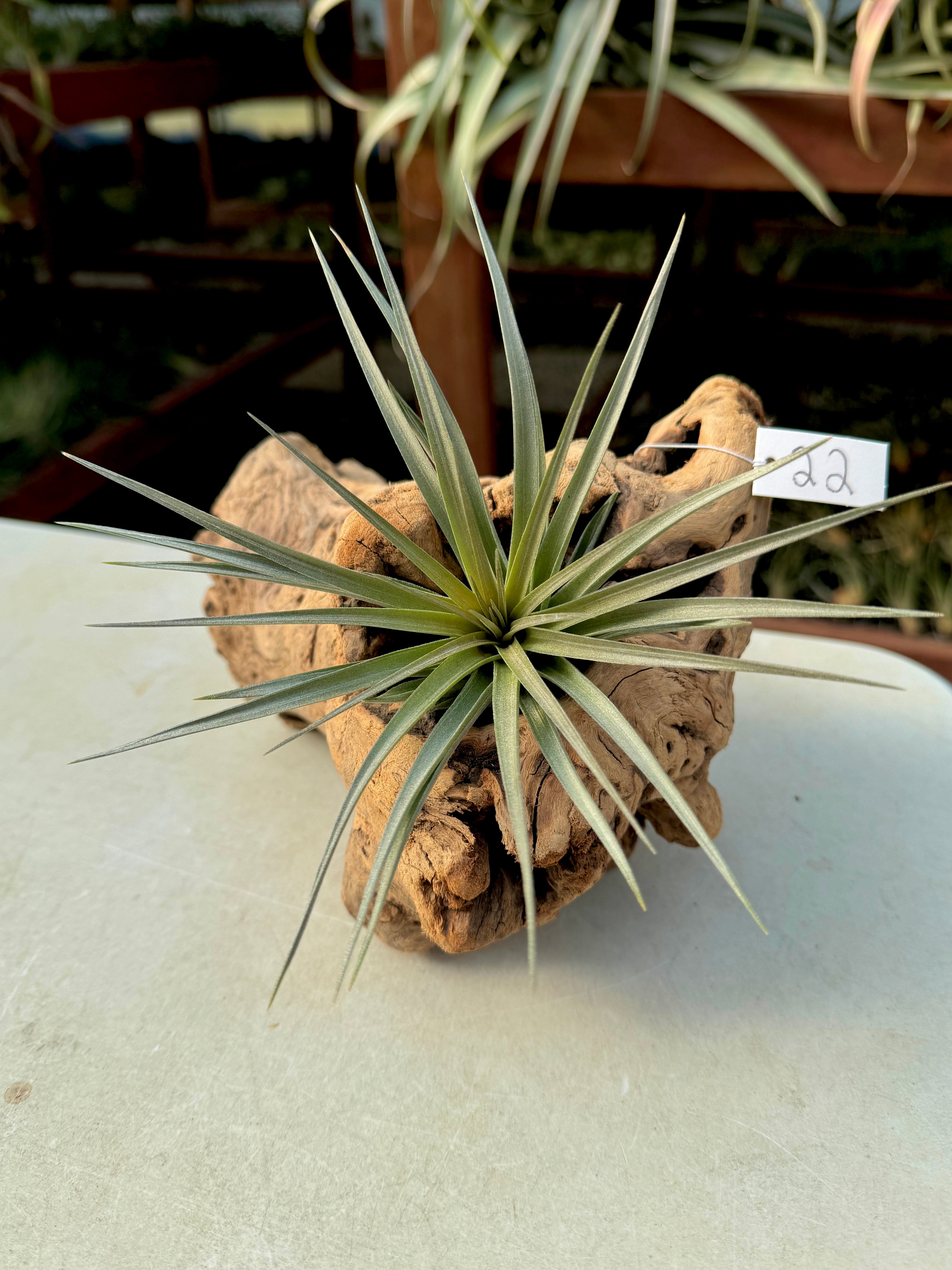 Grapewood Log + Premium Air Plant Display <br> (NEW Options Added 1/14/25)