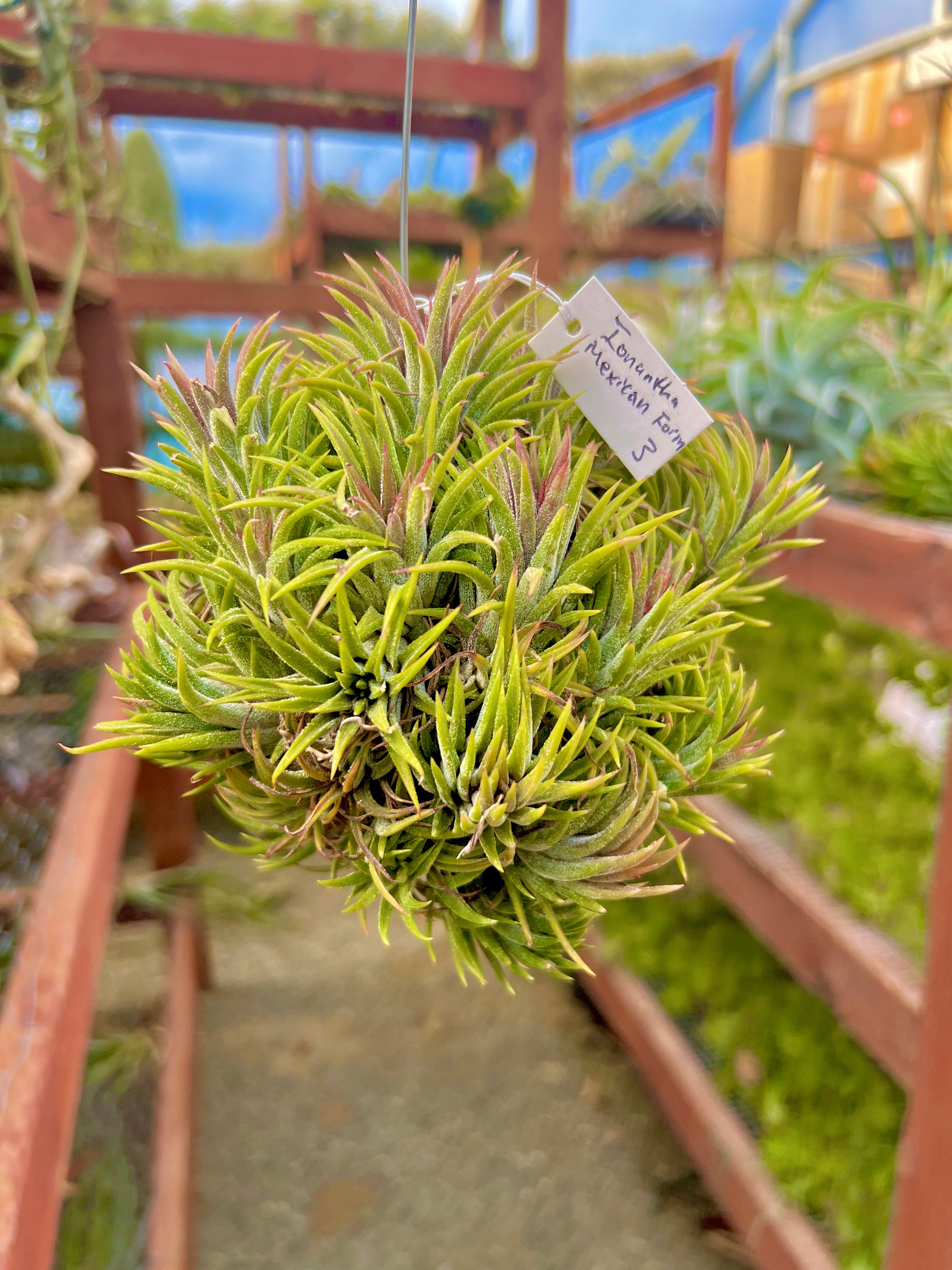 XL デンス イオナンタ 吊り下げ標本