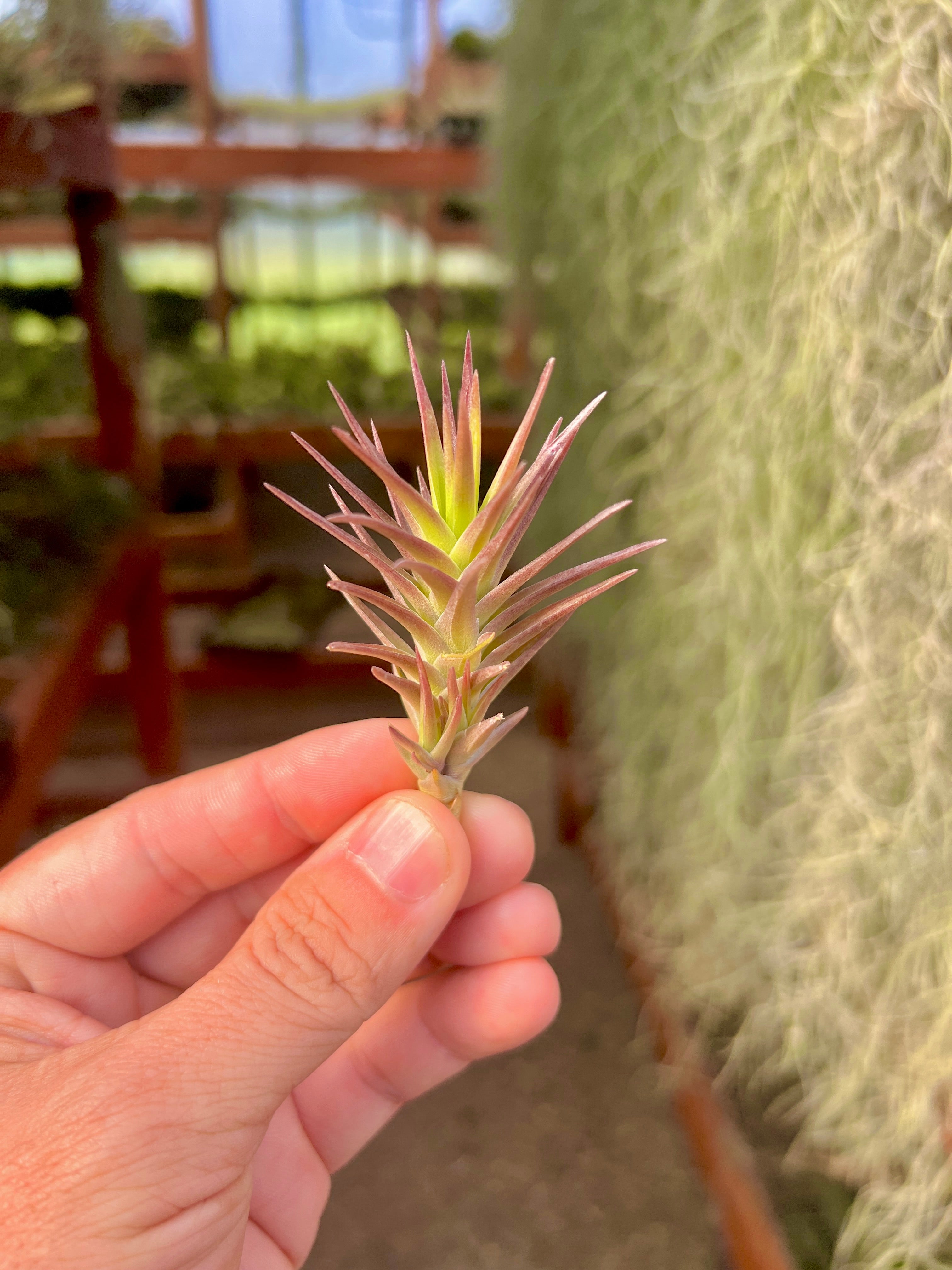 Cocoensis Purple Form <br> (Turns Purple In High Light!)