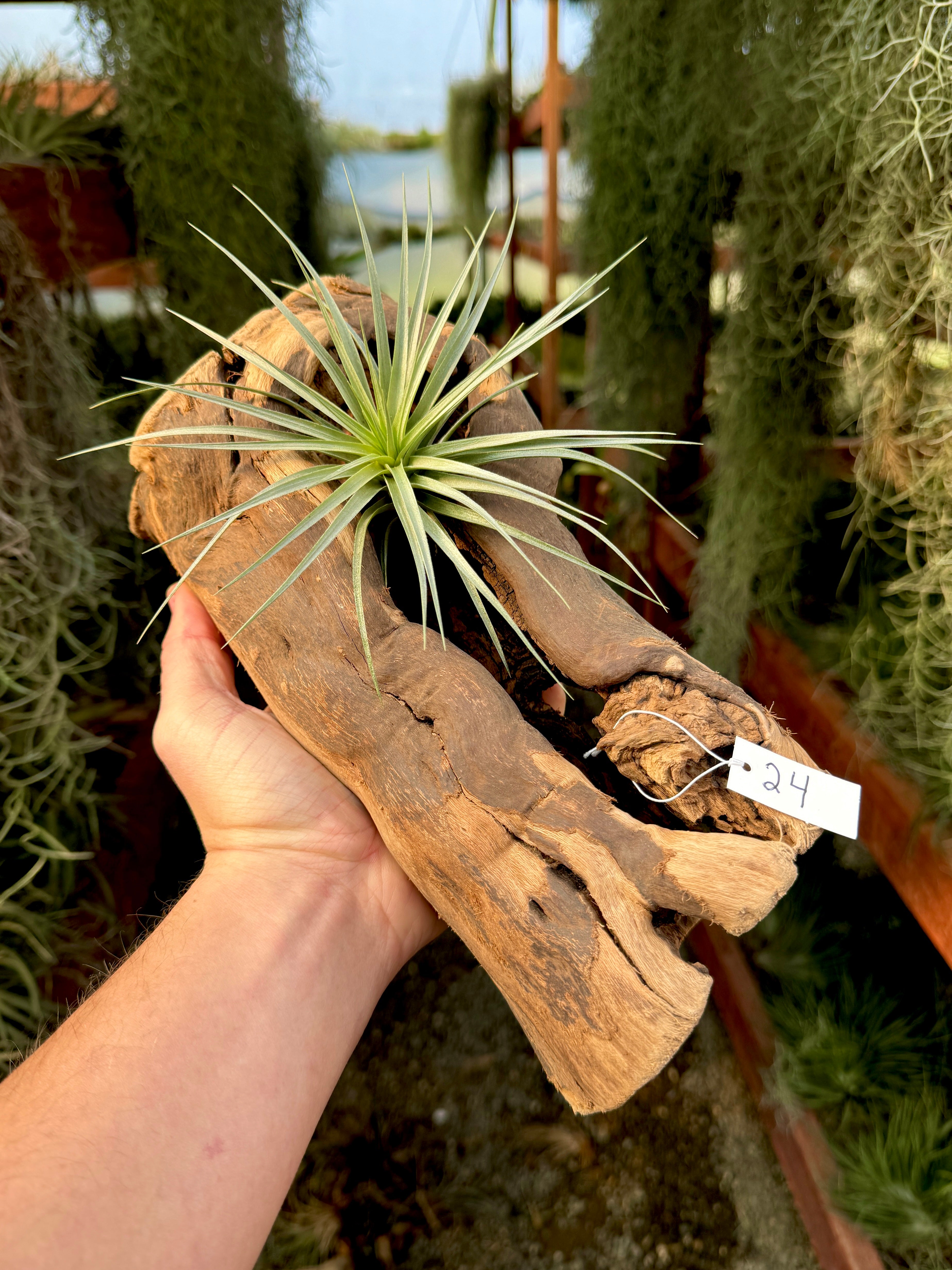 Grapewood Log + Premium Air Plant Display <br> (NEW Options Added 1/14/25)