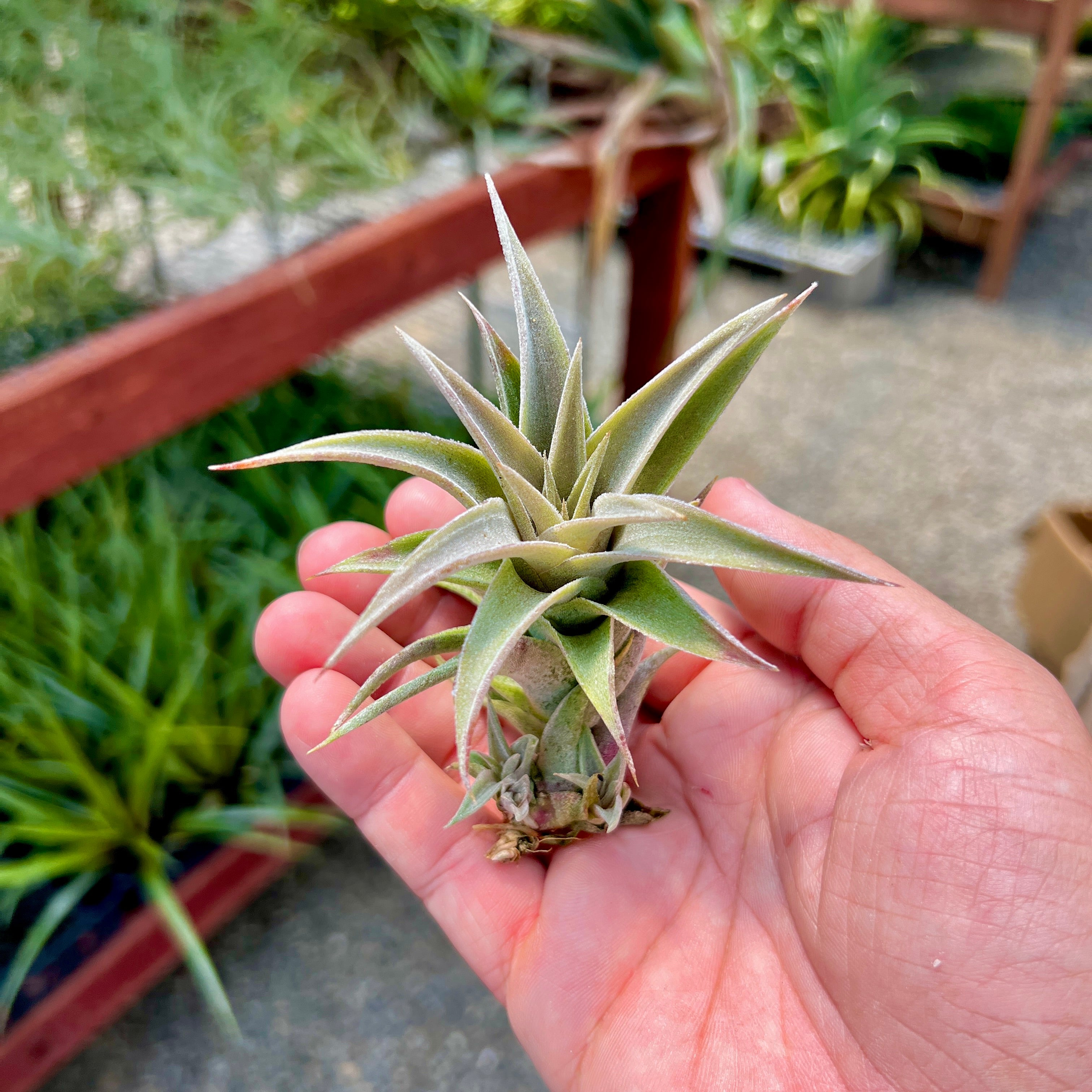 emerald essence air plant Edithae Green (Large Form) Large
