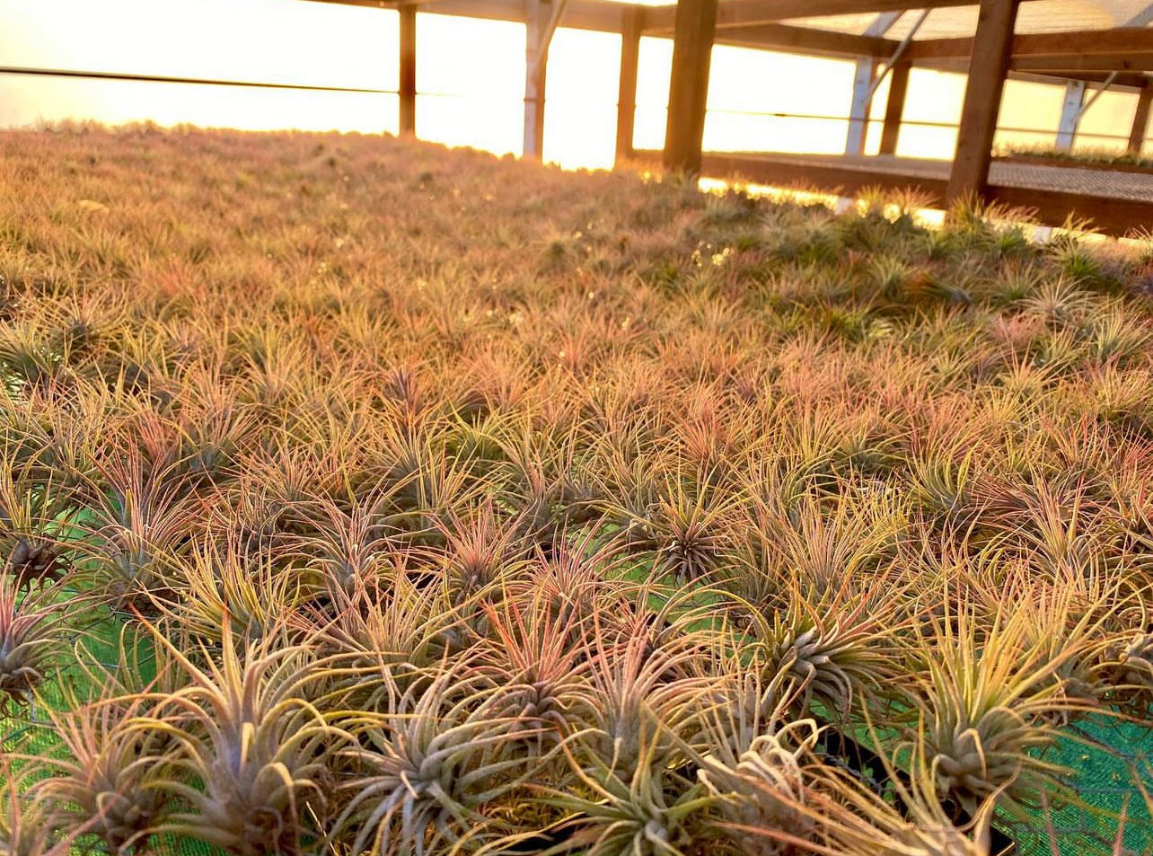 orange air plant Wholesale Ionantha Sunset Orange (Minimum Order 5)