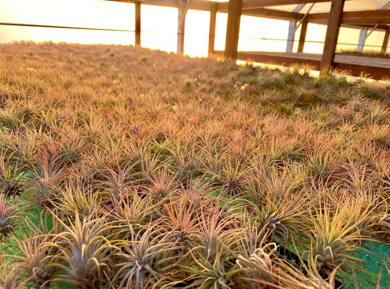 Ionantha Sunset Orange