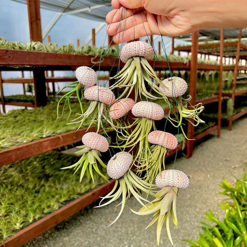 succulent jellyfish air plant Wholesale Hanging Urchin Air Plant Jellyfish (Minimum Order 10)