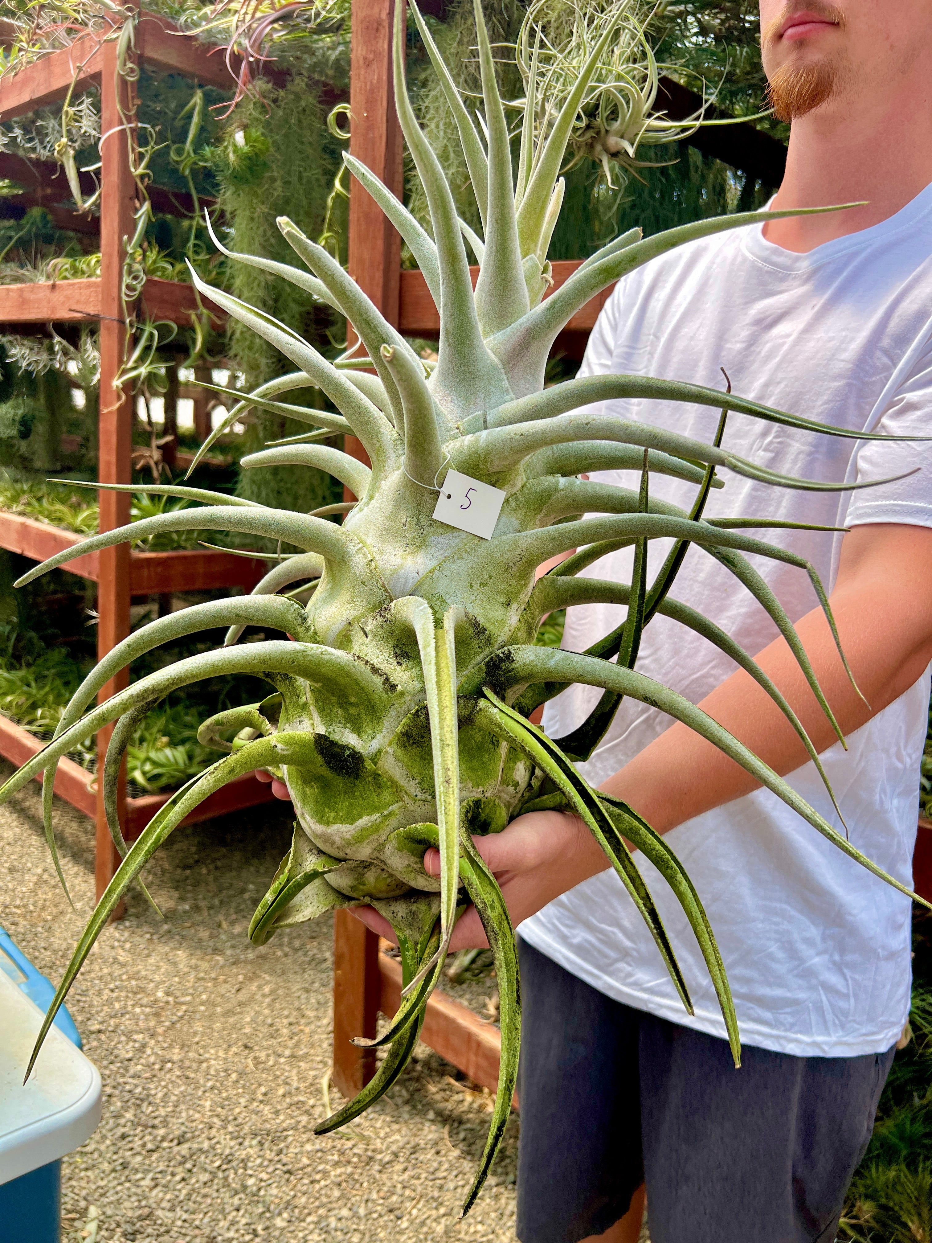 Ehlersiana Giant (Receive The Exact Plant You Choose!)