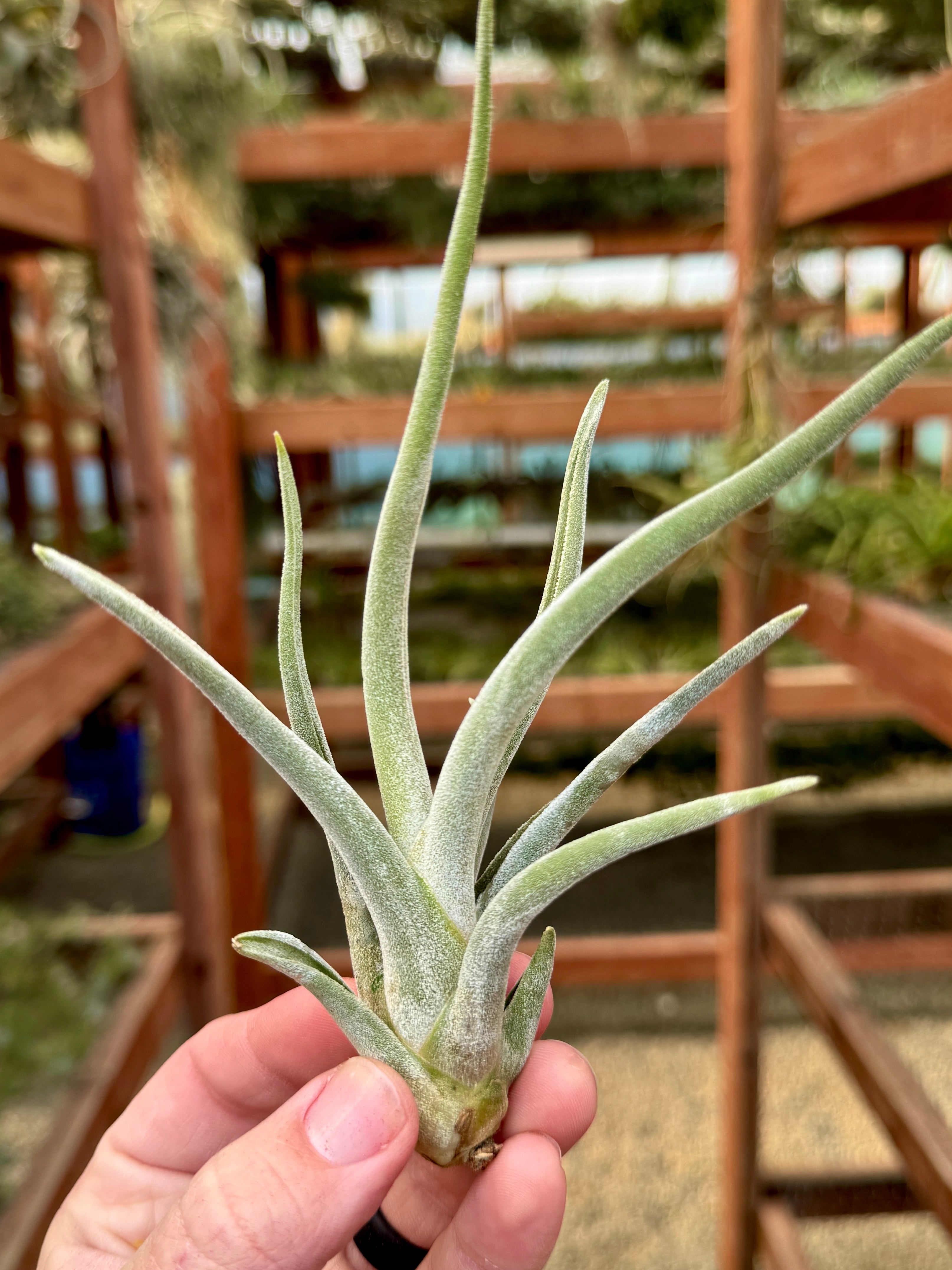 Caput White Dwarf – Air Plant Hub