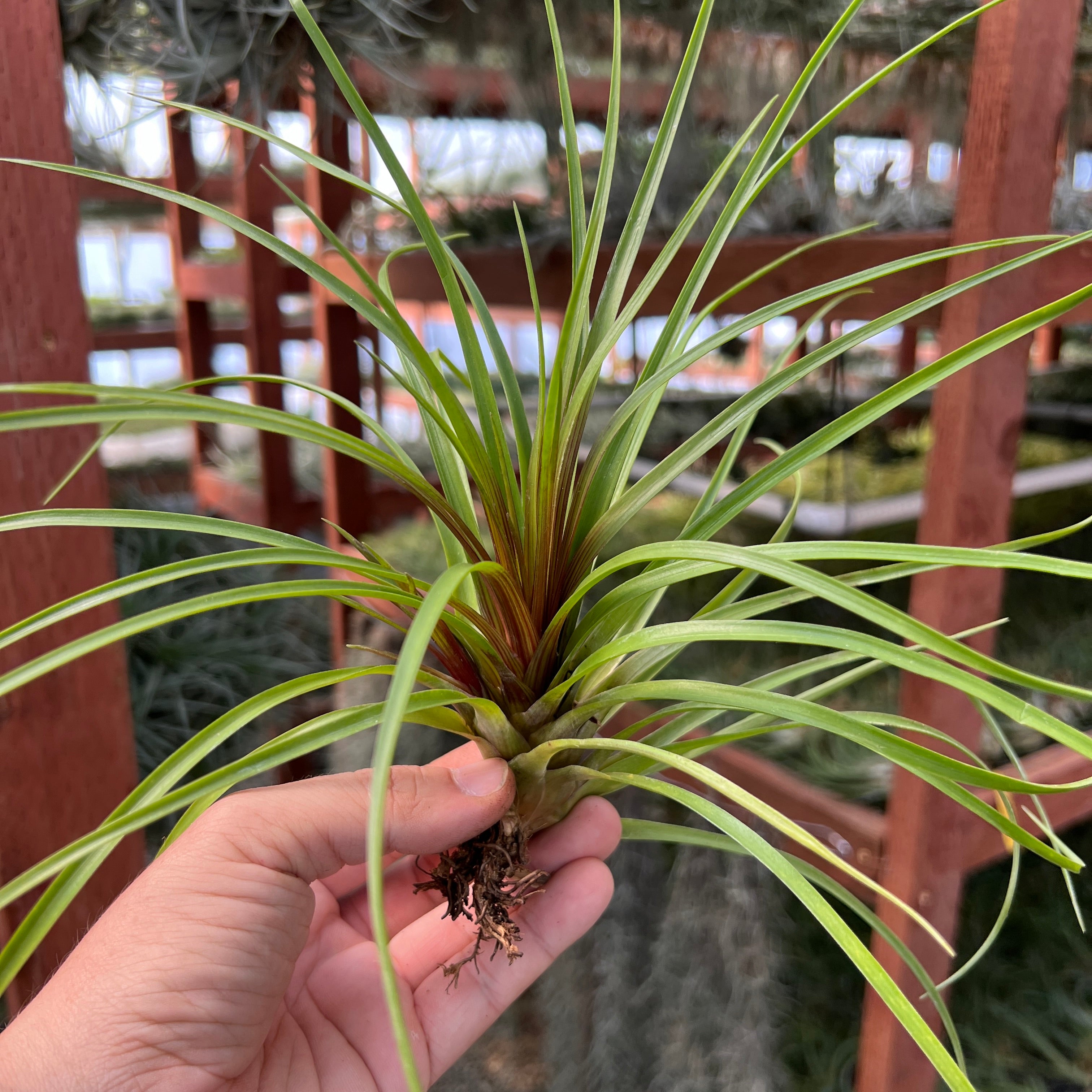 Cyanea (AKA Pink Quill Plant)