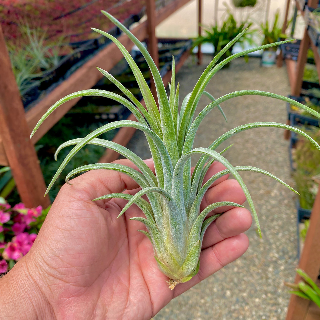 Ionantha x Brachycaulos Medium