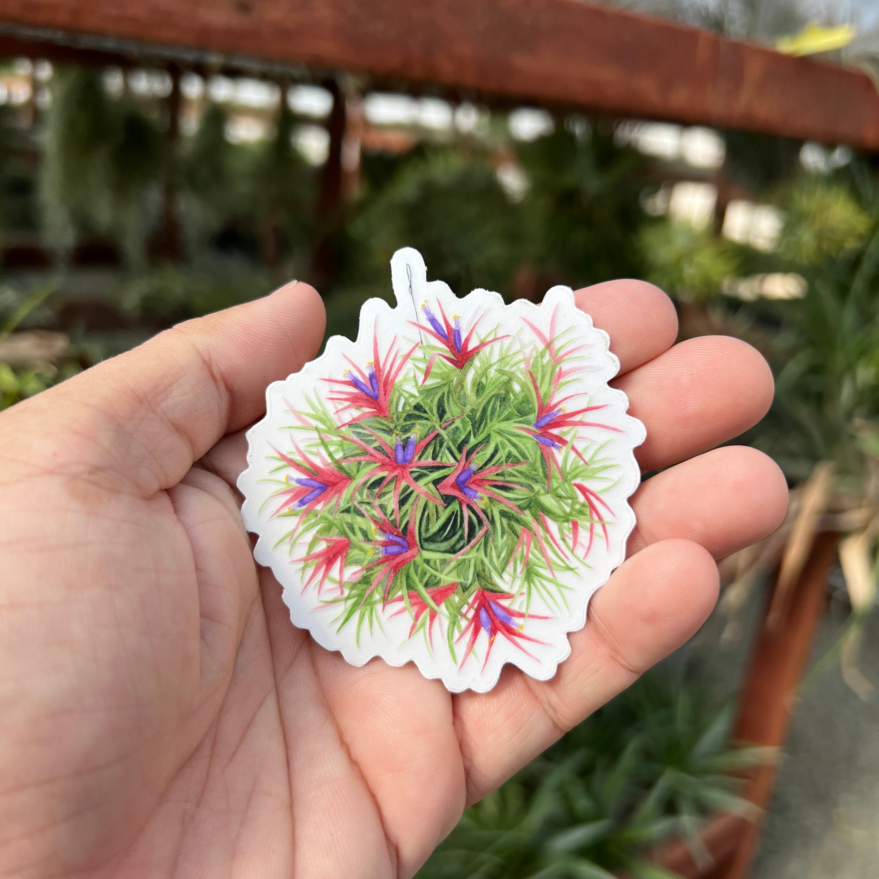 Premium Watercolor Air Plant Sticker With Clear Background <br> (Blooming Ionantha Clump)