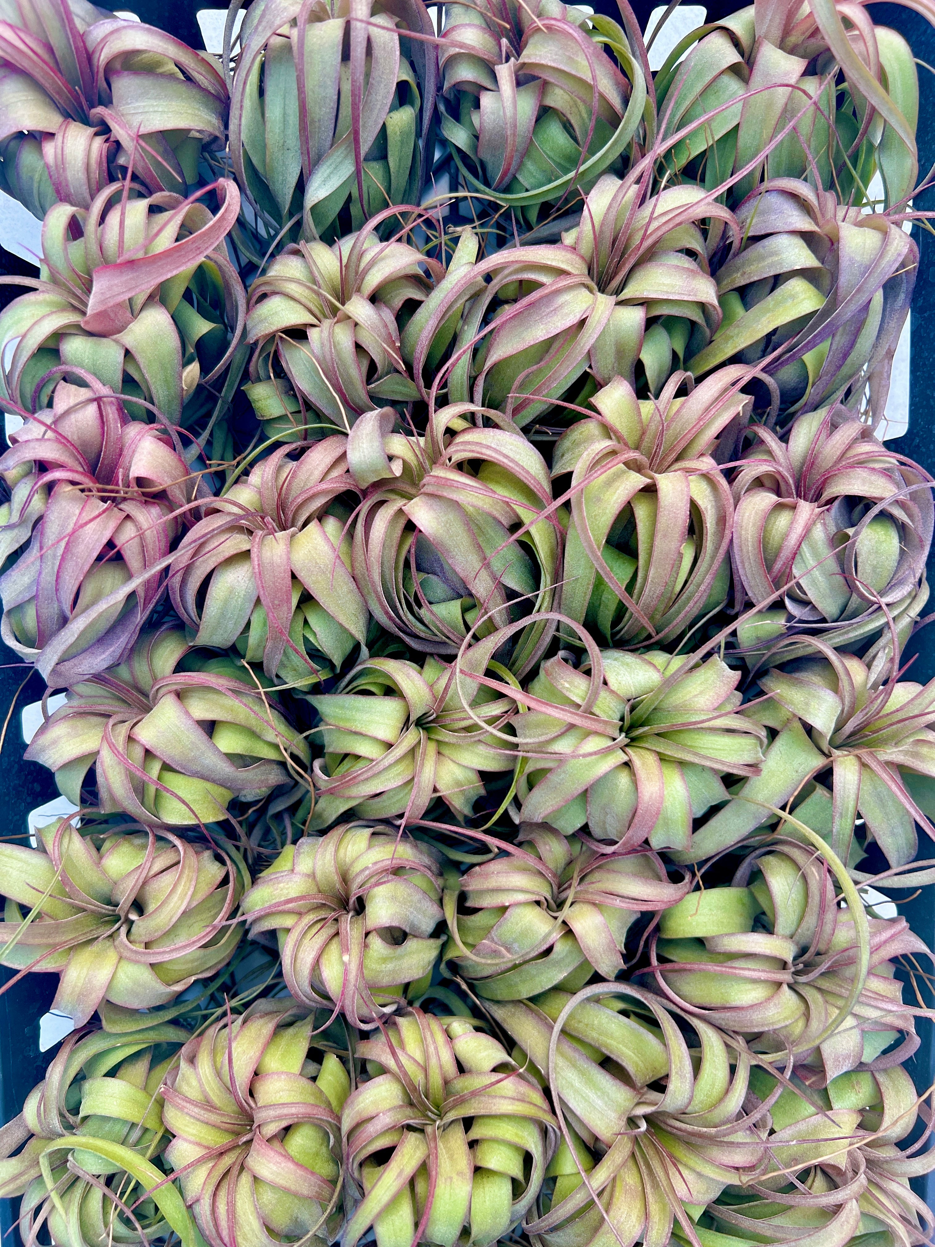 Brachycaulos x Streptophylla <br> (Select Curly Clone)