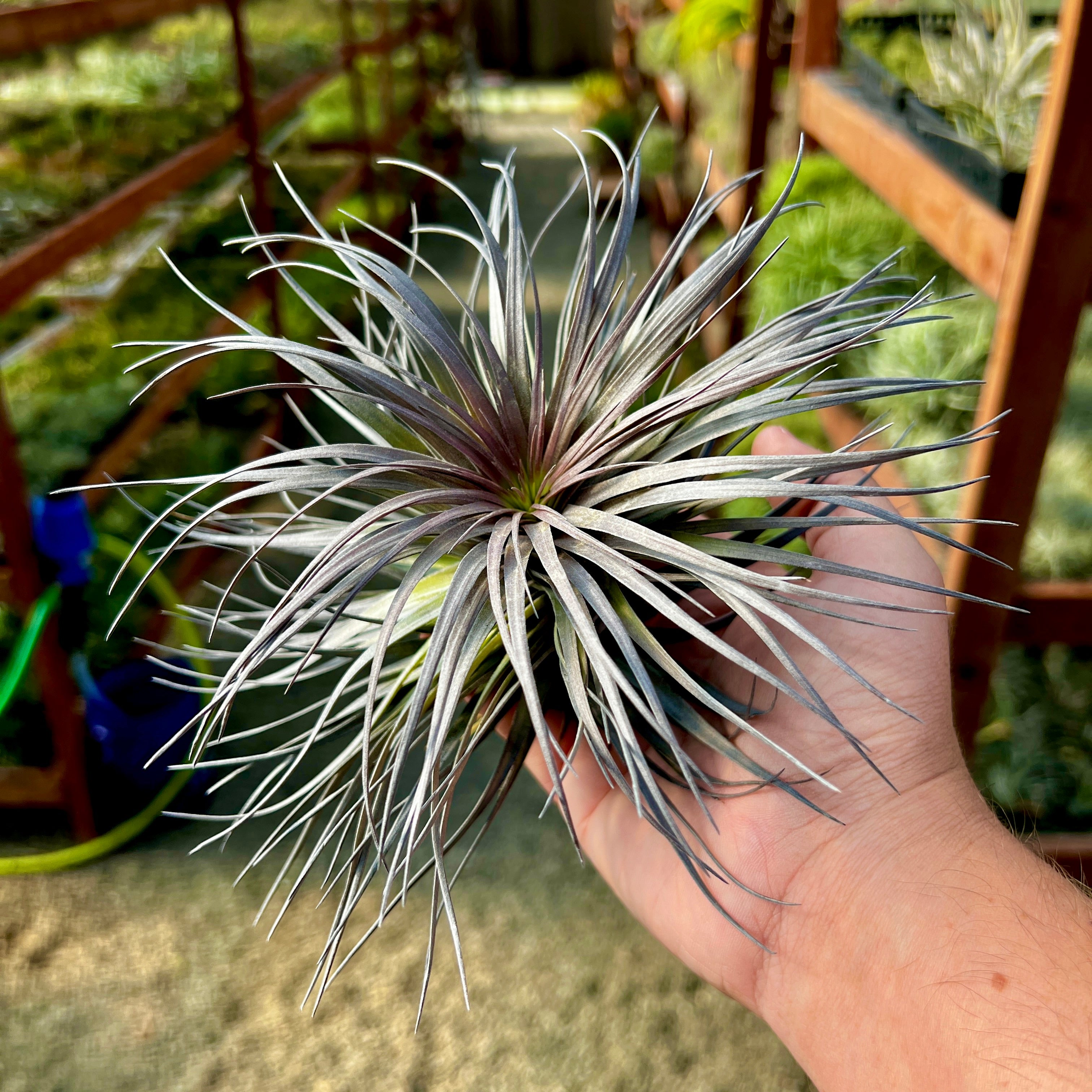 Stricta Iridescent