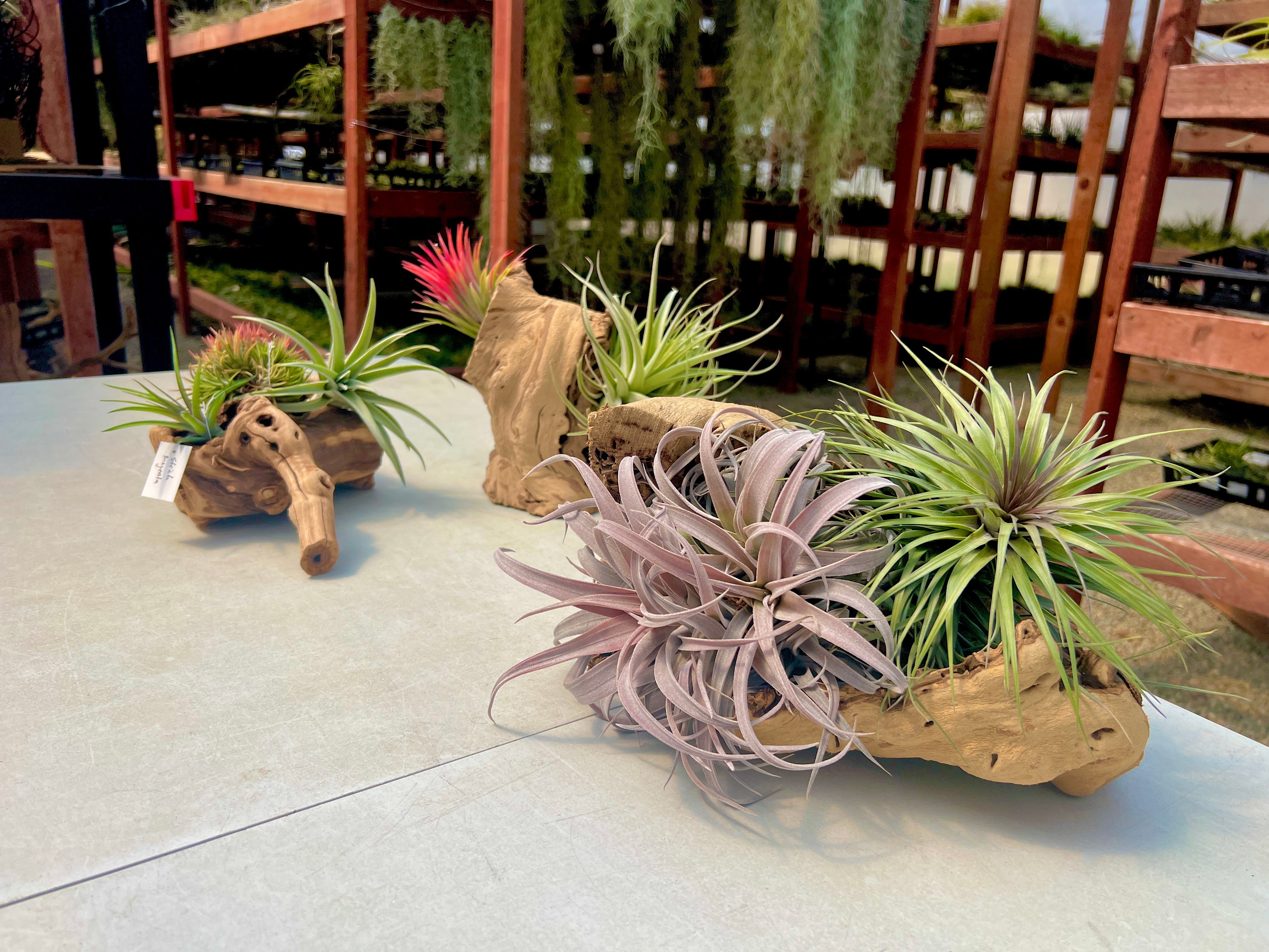 Air Plant + Accessories Mystery Box <br> LIMITED TIME SPECIAL DISCOUNT! <br> 5 Tiers Available