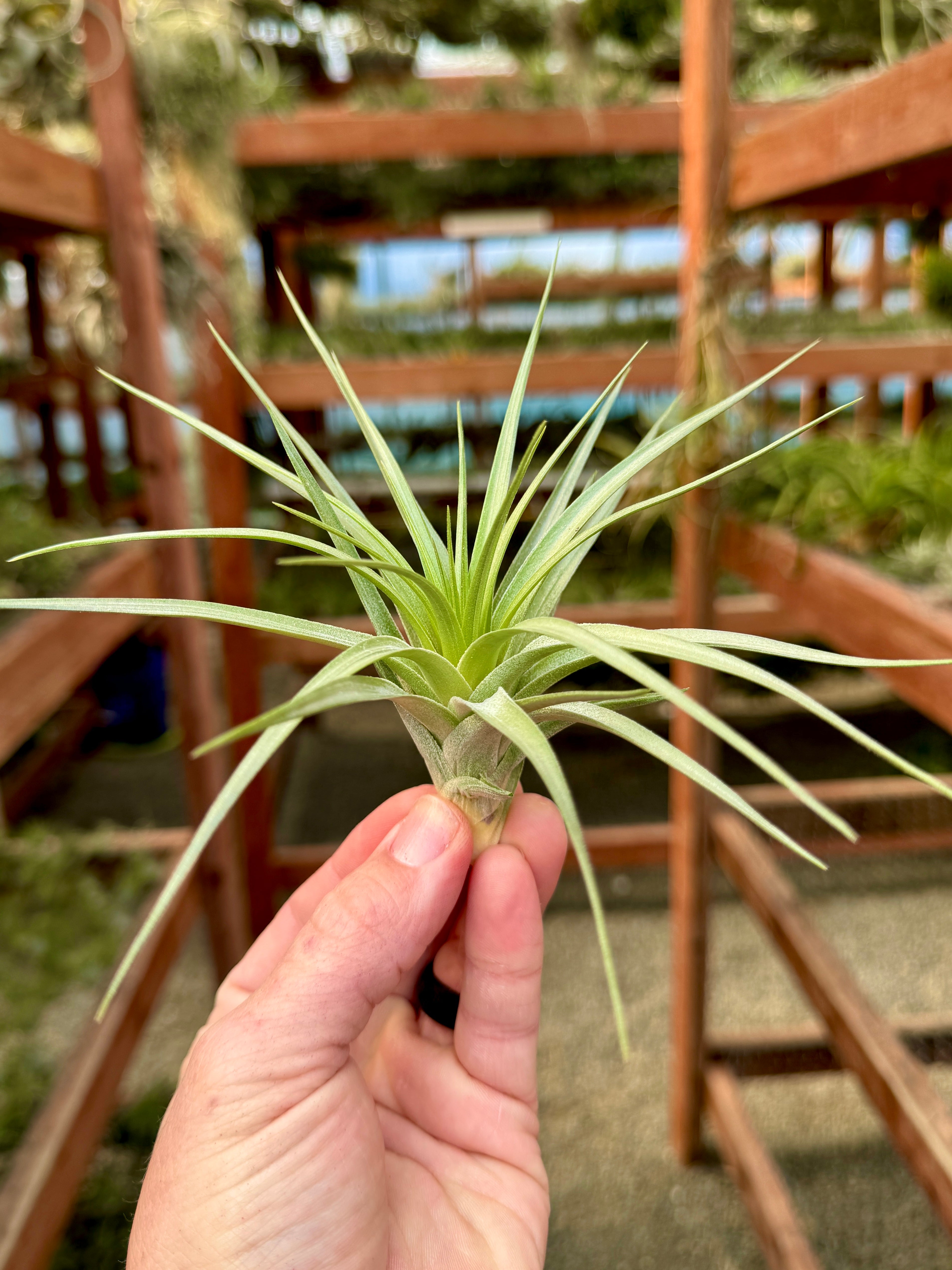 stricta hard leaf air plant Stricta Stiff Gray Medium